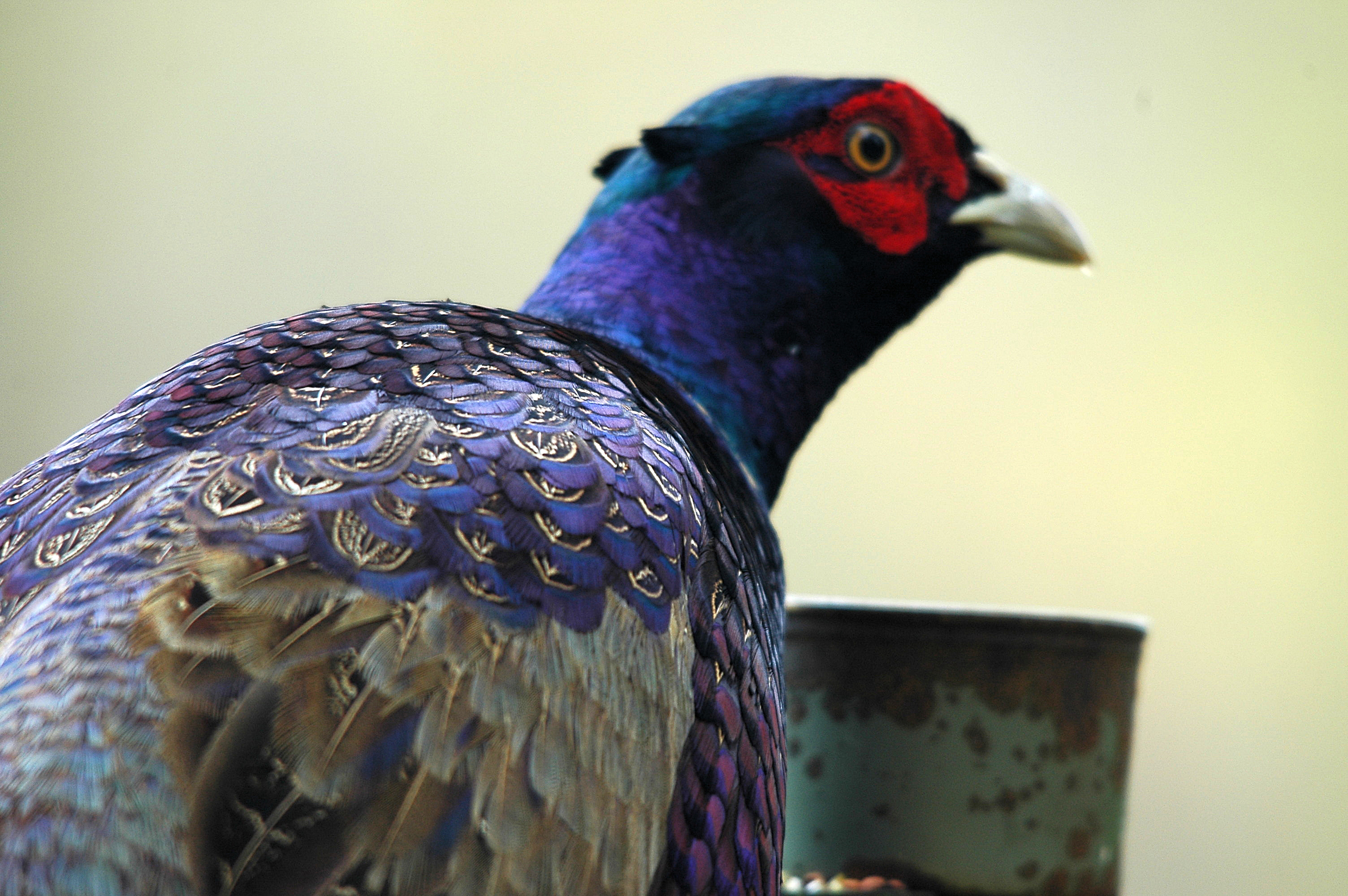 photos/wildlife/Bird_Species/040-Pheasants-Partridges/1168-Common_Pheasant/DSC_3822.JPG