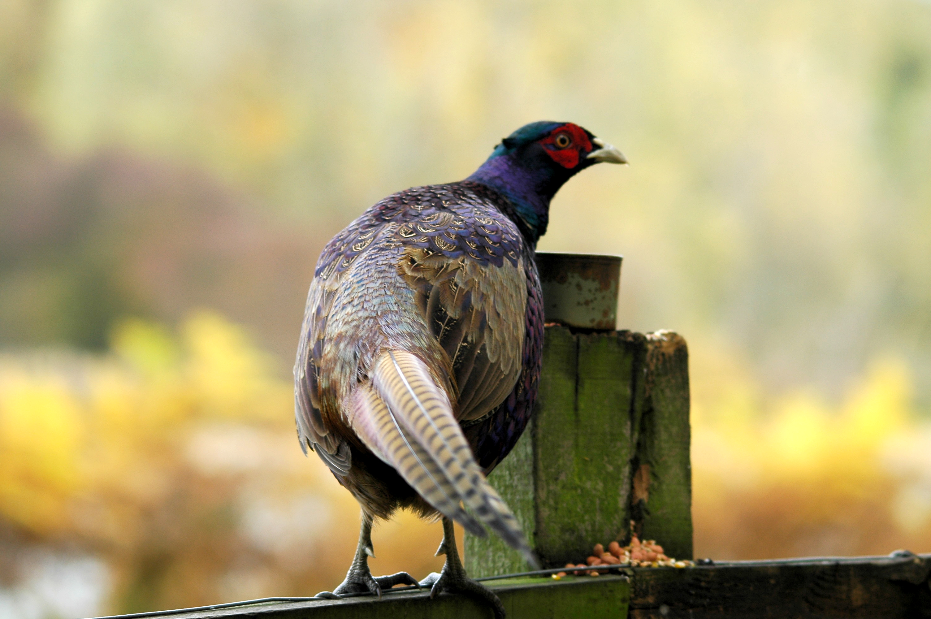 photos/wildlife/Bird_Species/040-Pheasants-Partridges/1168-Common_Pheasant/DSC_3828.JPG