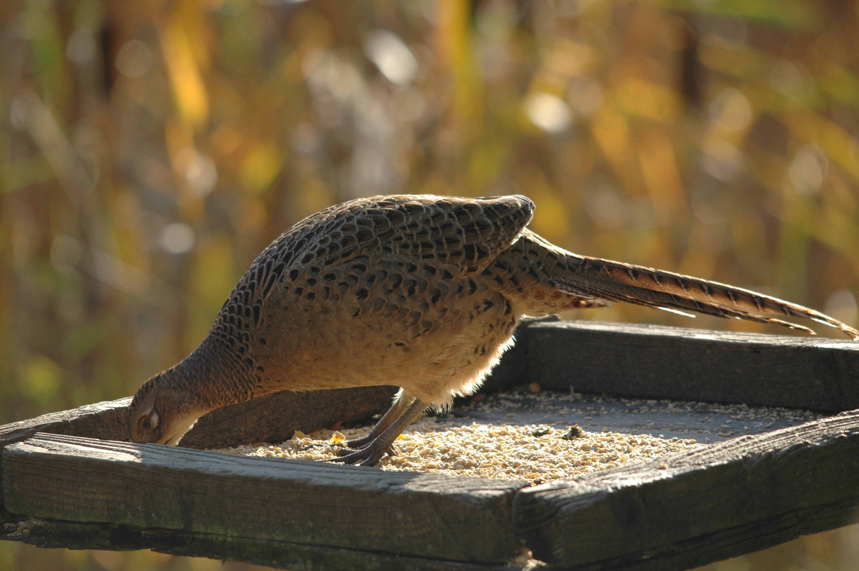 photos/wildlife/Bird_Species/040-Pheasants-Partridges/1168-Common_Pheasant/DSC_4131.JPG