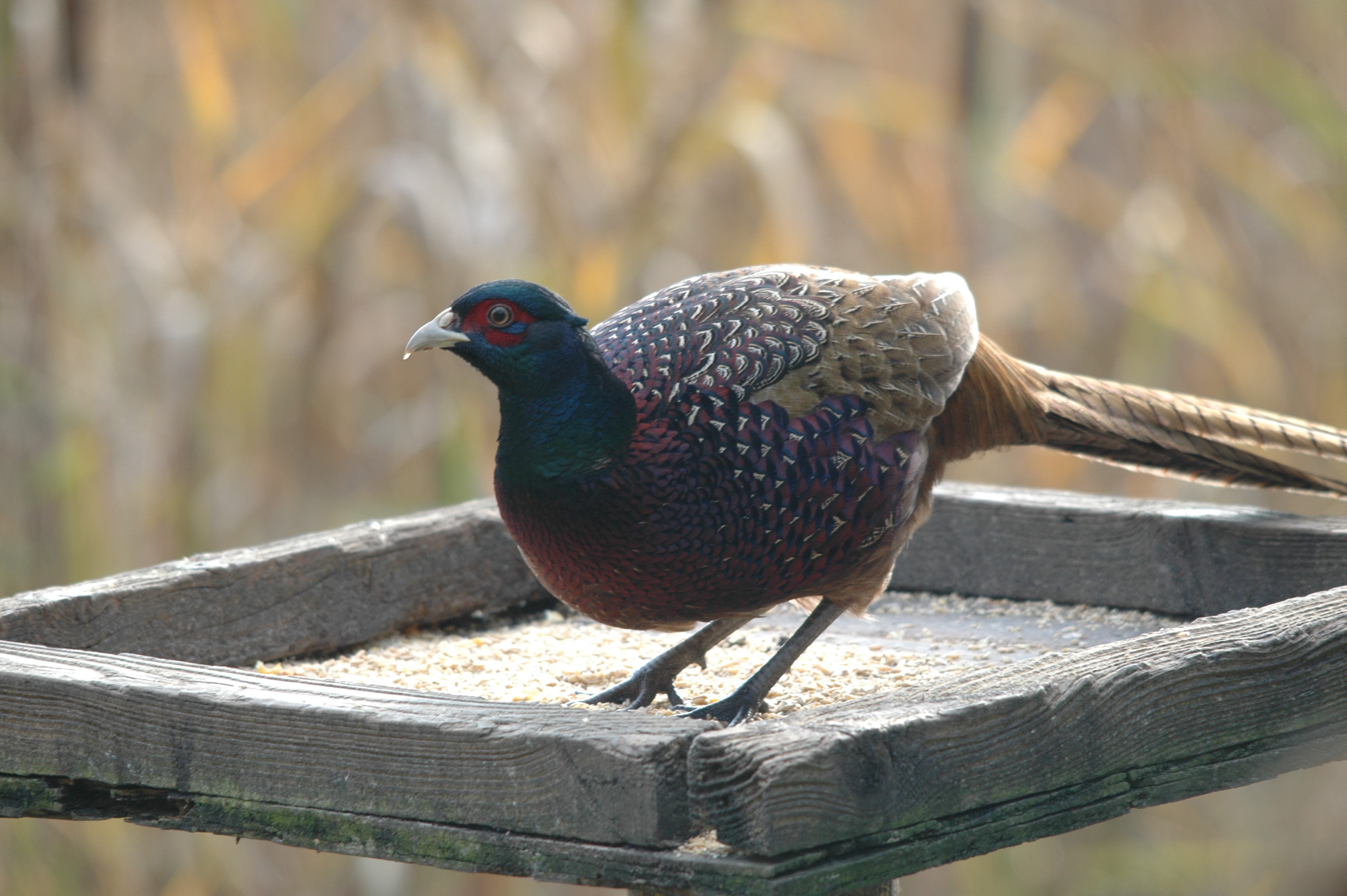 photos/wildlife/Bird_Species/040-Pheasants-Partridges/1168-Common_Pheasant/DSC_4170.JPG