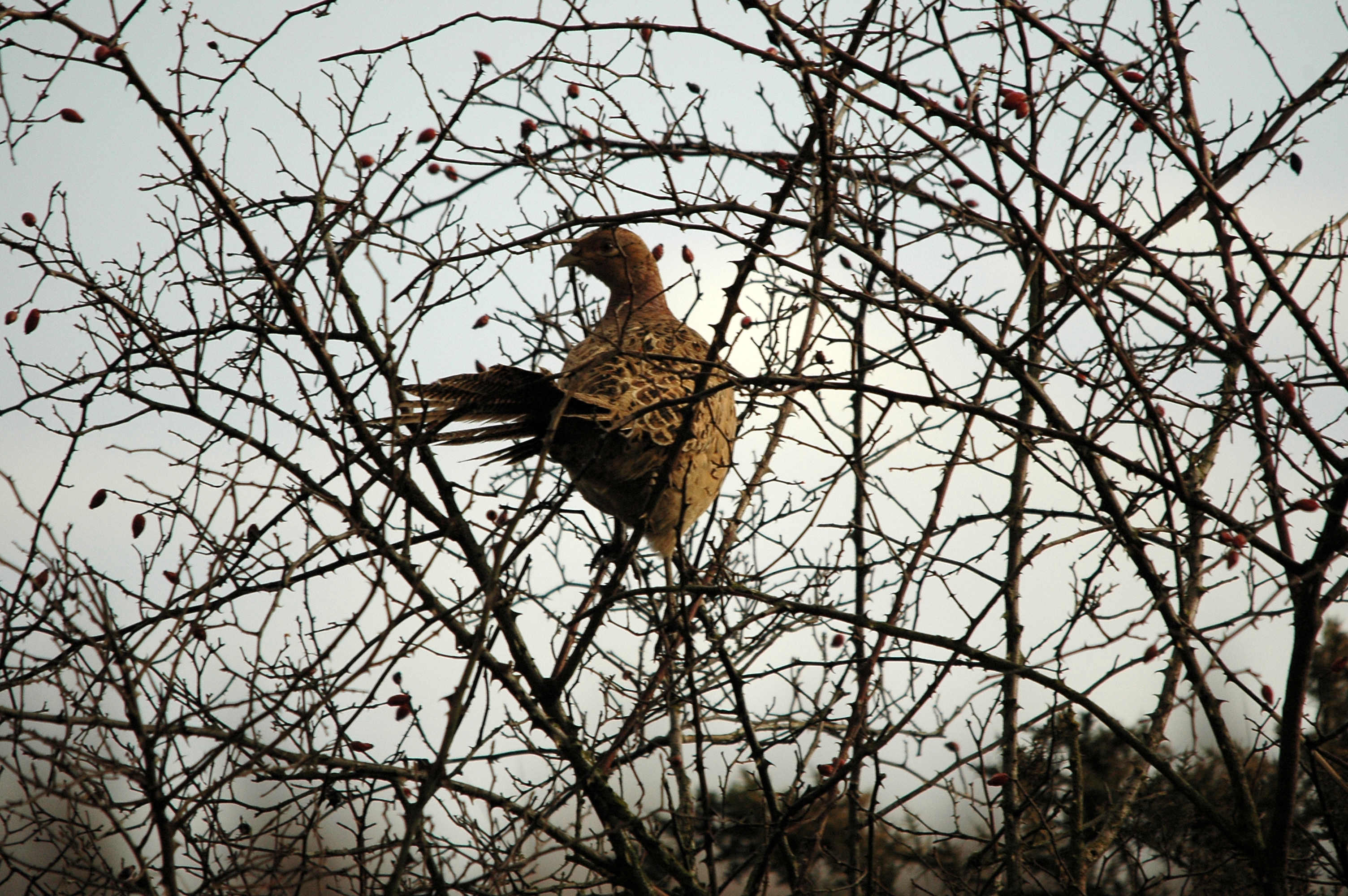 photos/wildlife/Bird_Species/040-Pheasants-Partridges/1168-Common_Pheasant/DSC_4717.JPG