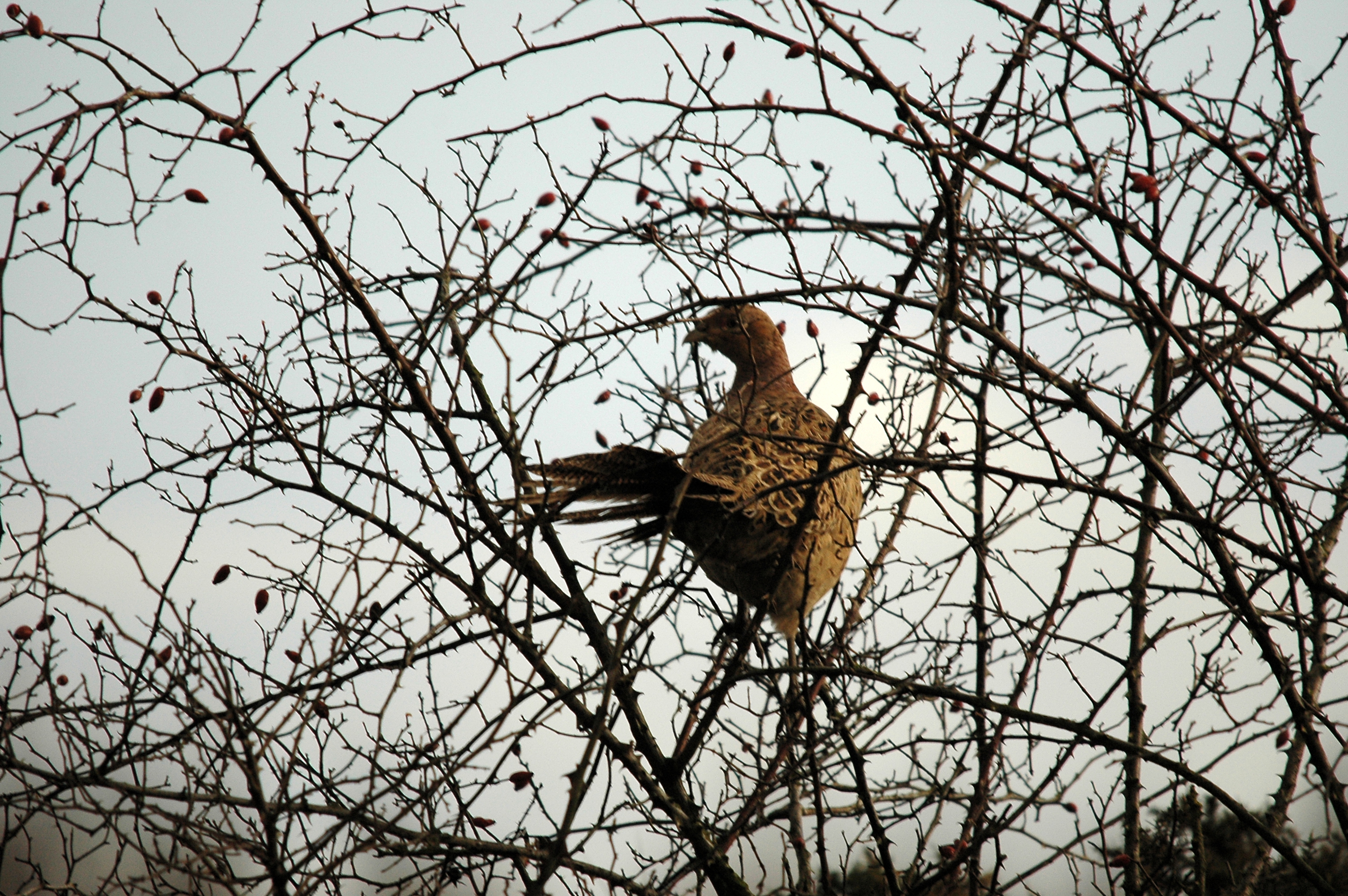 photos/wildlife/Bird_Species/040-Pheasants-Partridges/1168-Common_Pheasant/DSC_4718.JPG