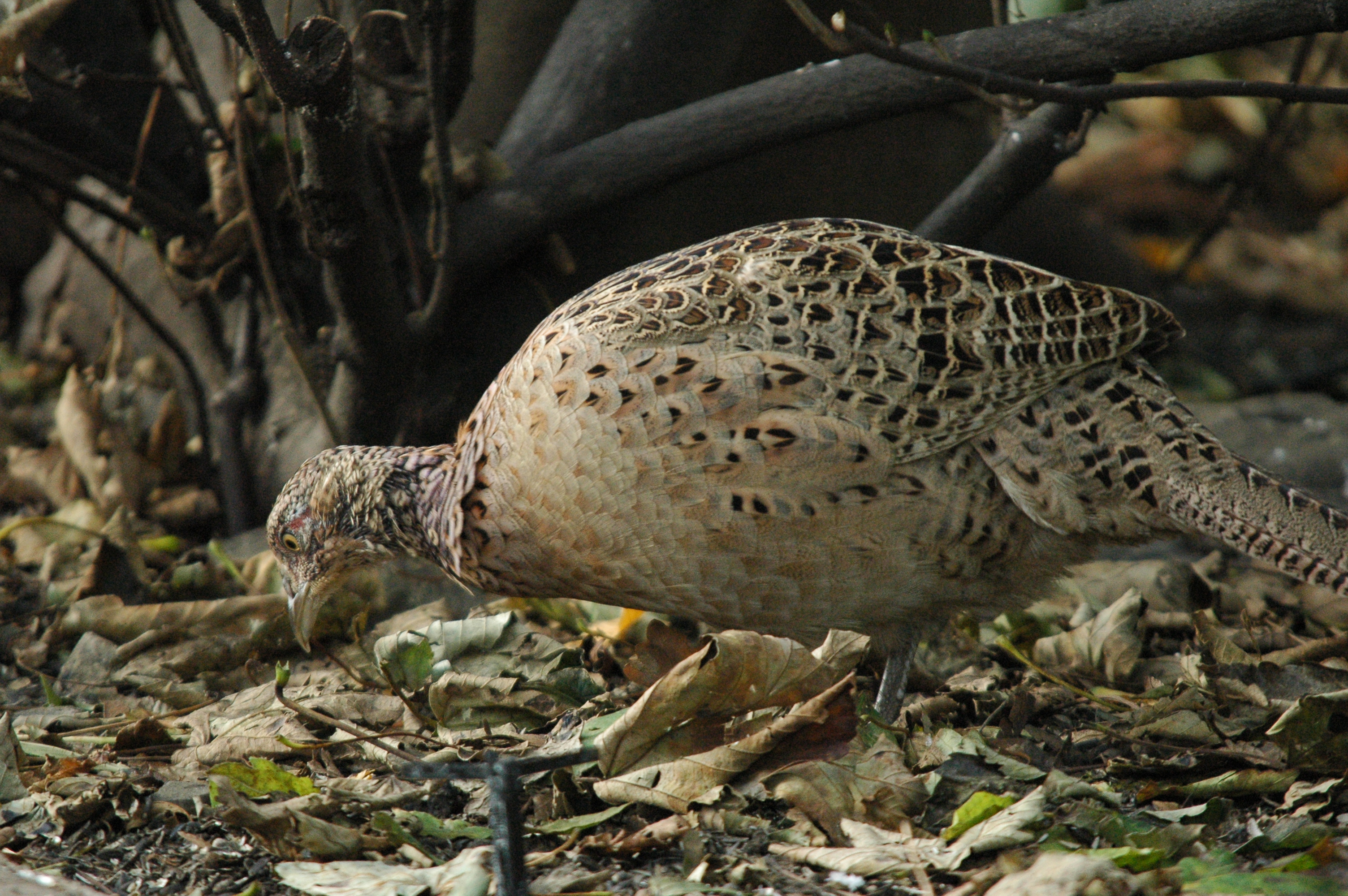 photos/wildlife/Bird_Species/040-Pheasants-Partridges/1168-Common_Pheasant/dsc_1346.jpg