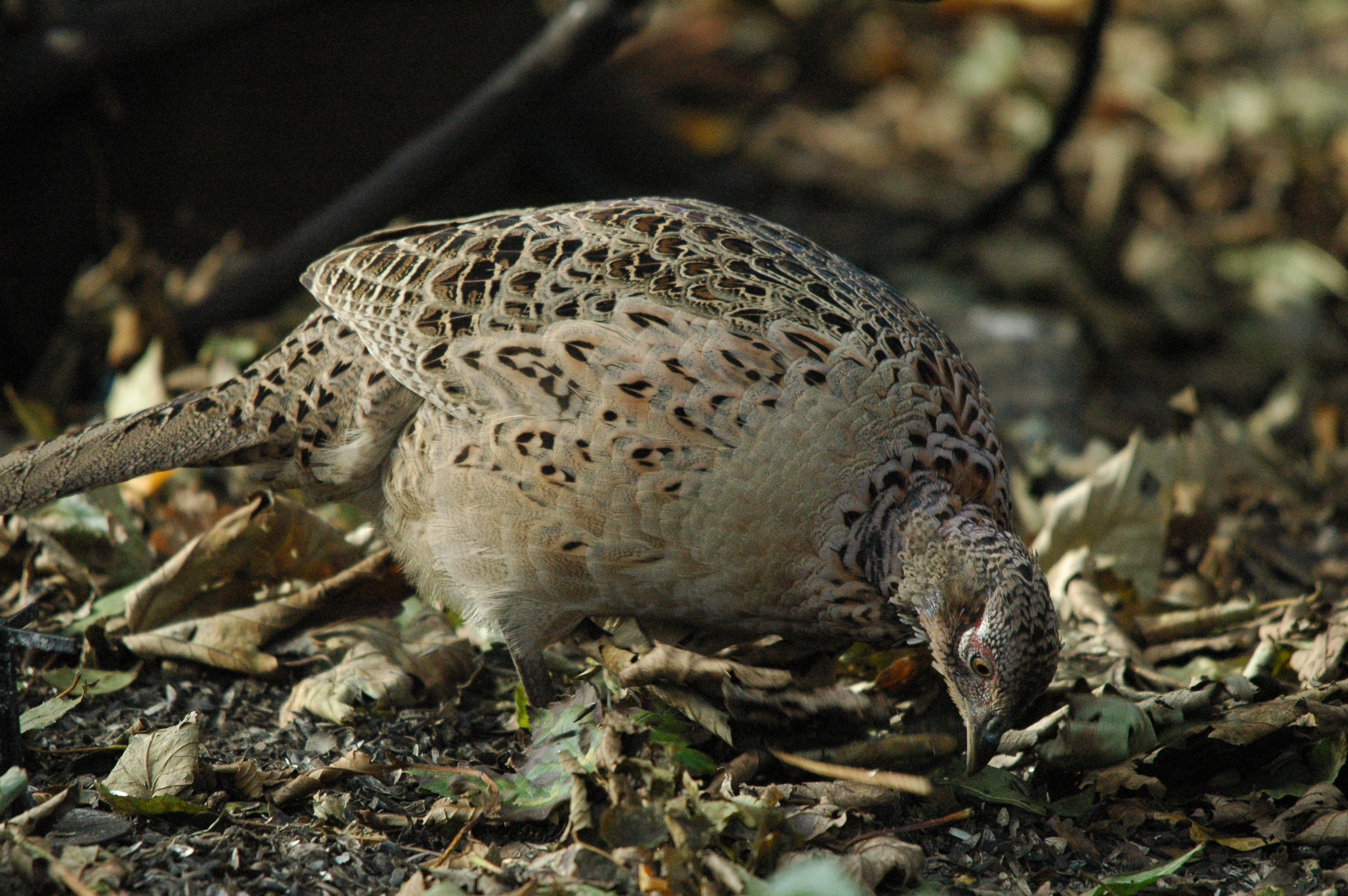 photos/wildlife/Bird_Species/040-Pheasants-Partridges/1168-Common_Pheasant/dsc_1363.jpg
