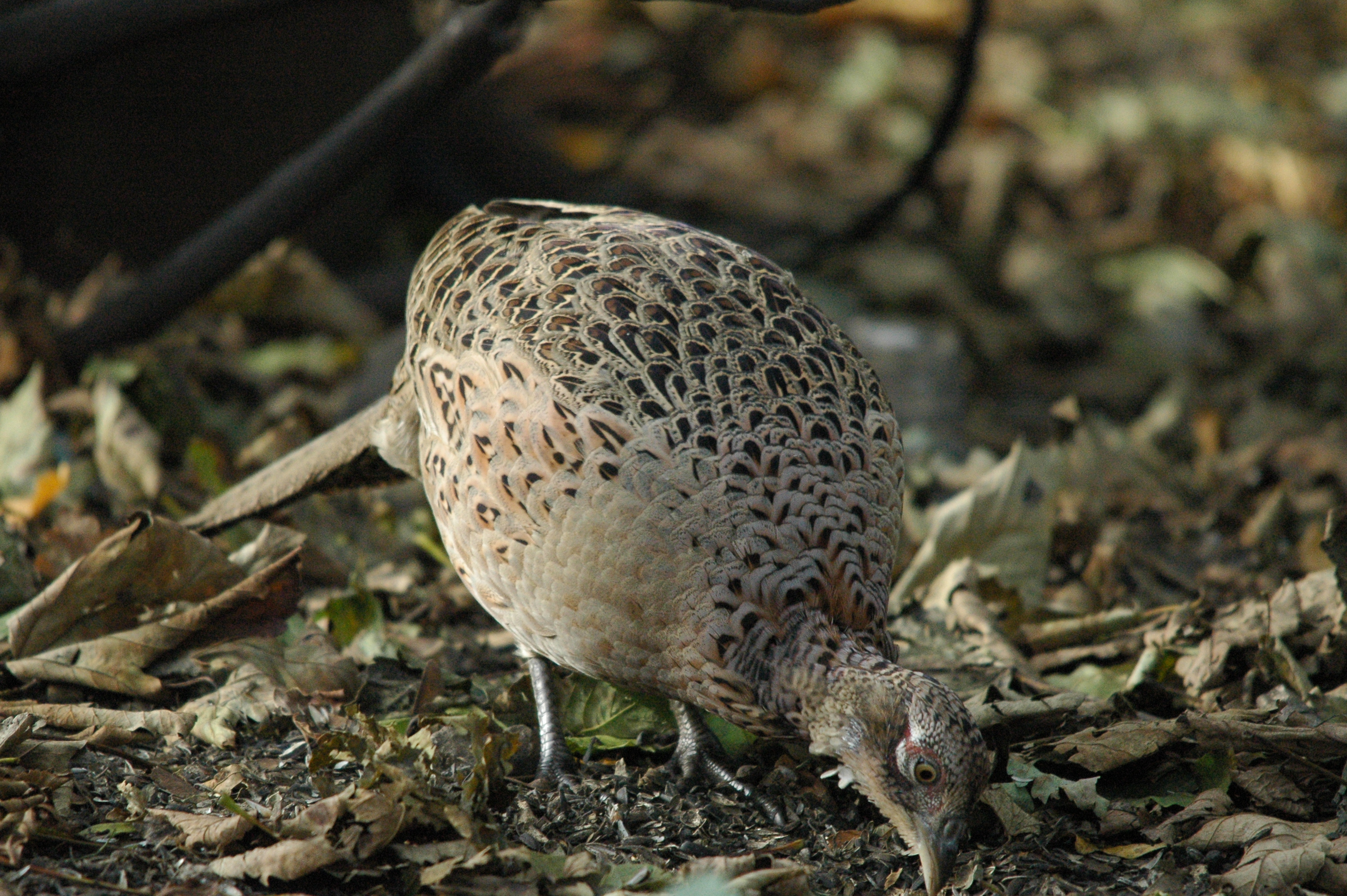 photos/wildlife/Bird_Species/040-Pheasants-Partridges/1168-Common_Pheasant/dsc_1364.jpg