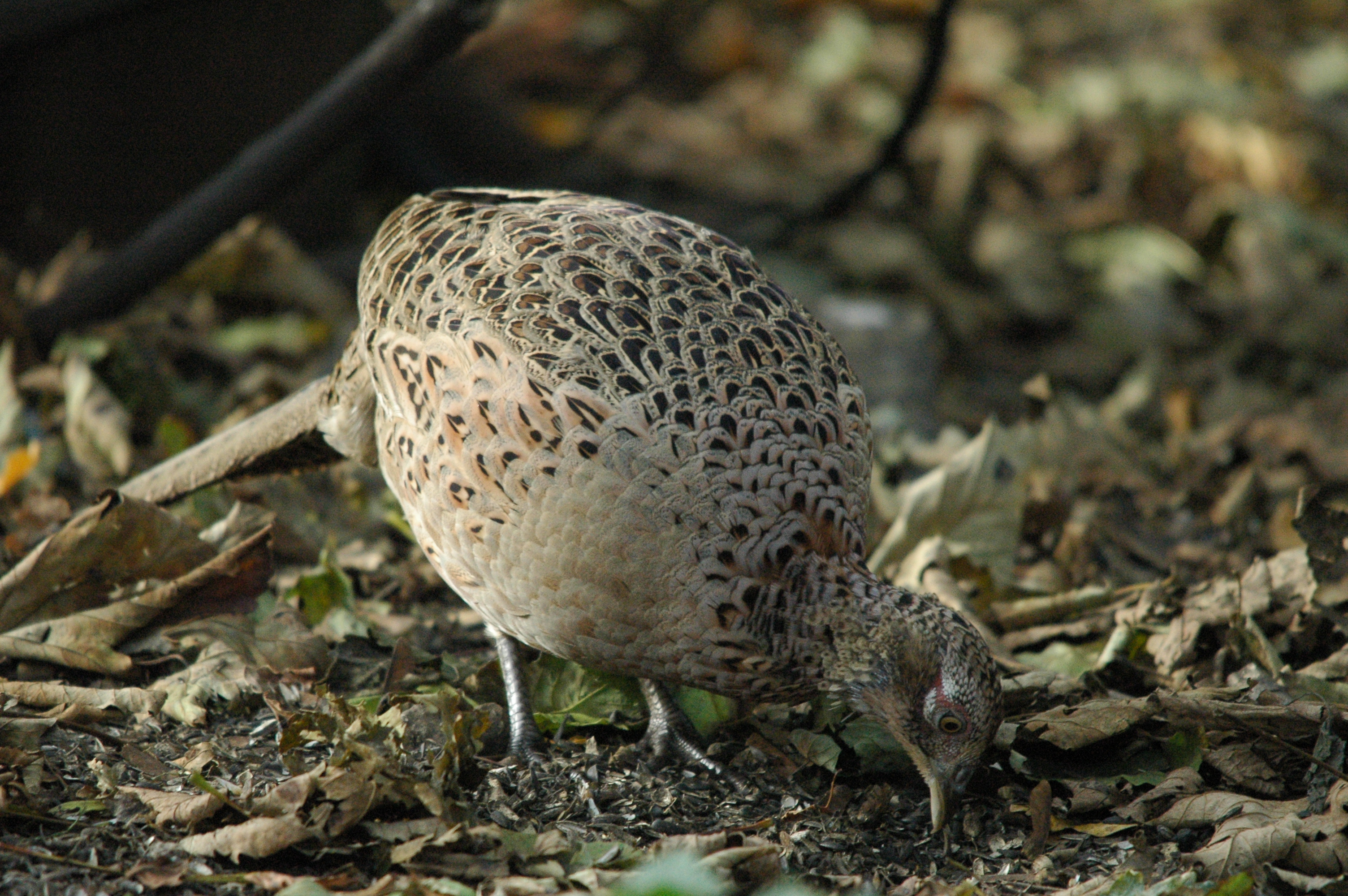 photos/wildlife/Bird_Species/040-Pheasants-Partridges/1168-Common_Pheasant/dsc_1365.jpg