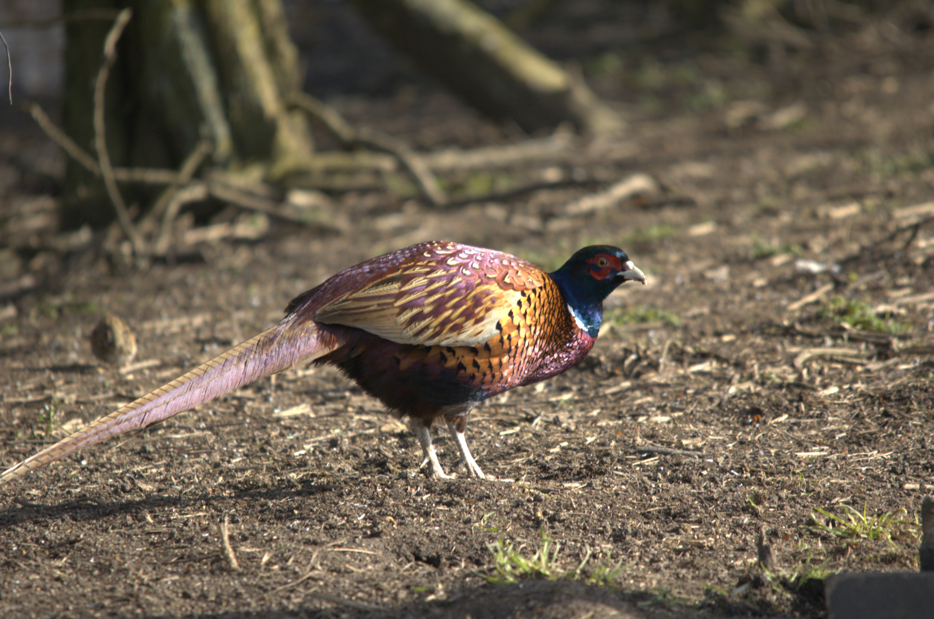 photos/wildlife/Bird_Species/040-Pheasants-Partridges/1168-Common_Pheasant/dsc_1935.jpeg