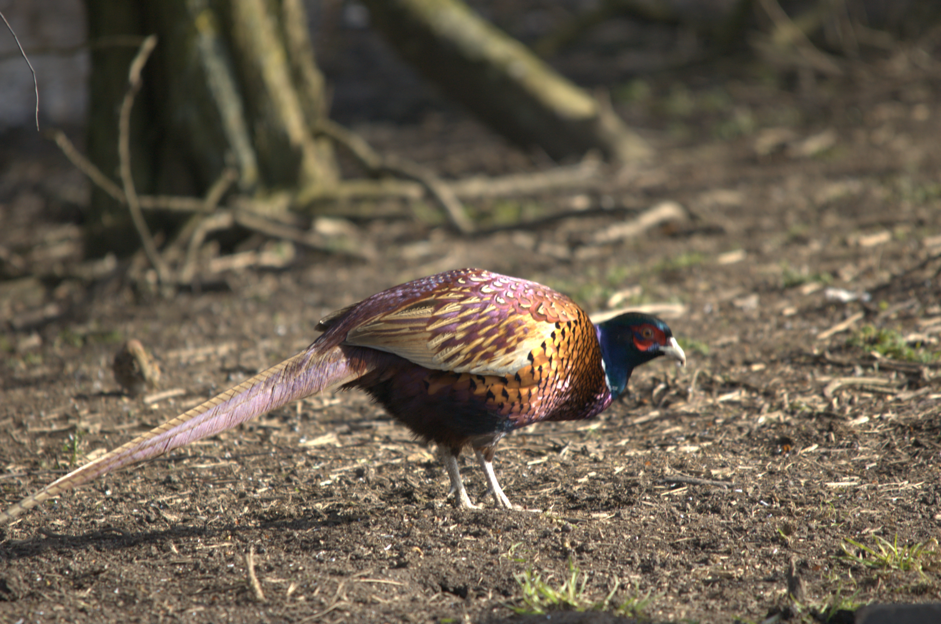 photos/wildlife/Bird_Species/040-Pheasants-Partridges/1168-Common_Pheasant/dsc_1937.jpeg