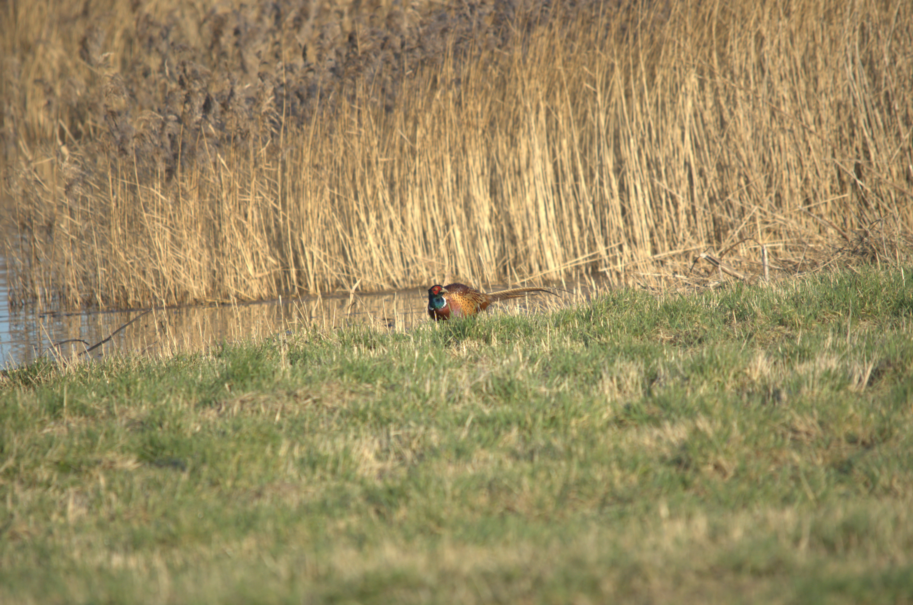 photos/wildlife/Bird_Species/040-Pheasants-Partridges/1168-Common_Pheasant/dsc_2004.jpeg