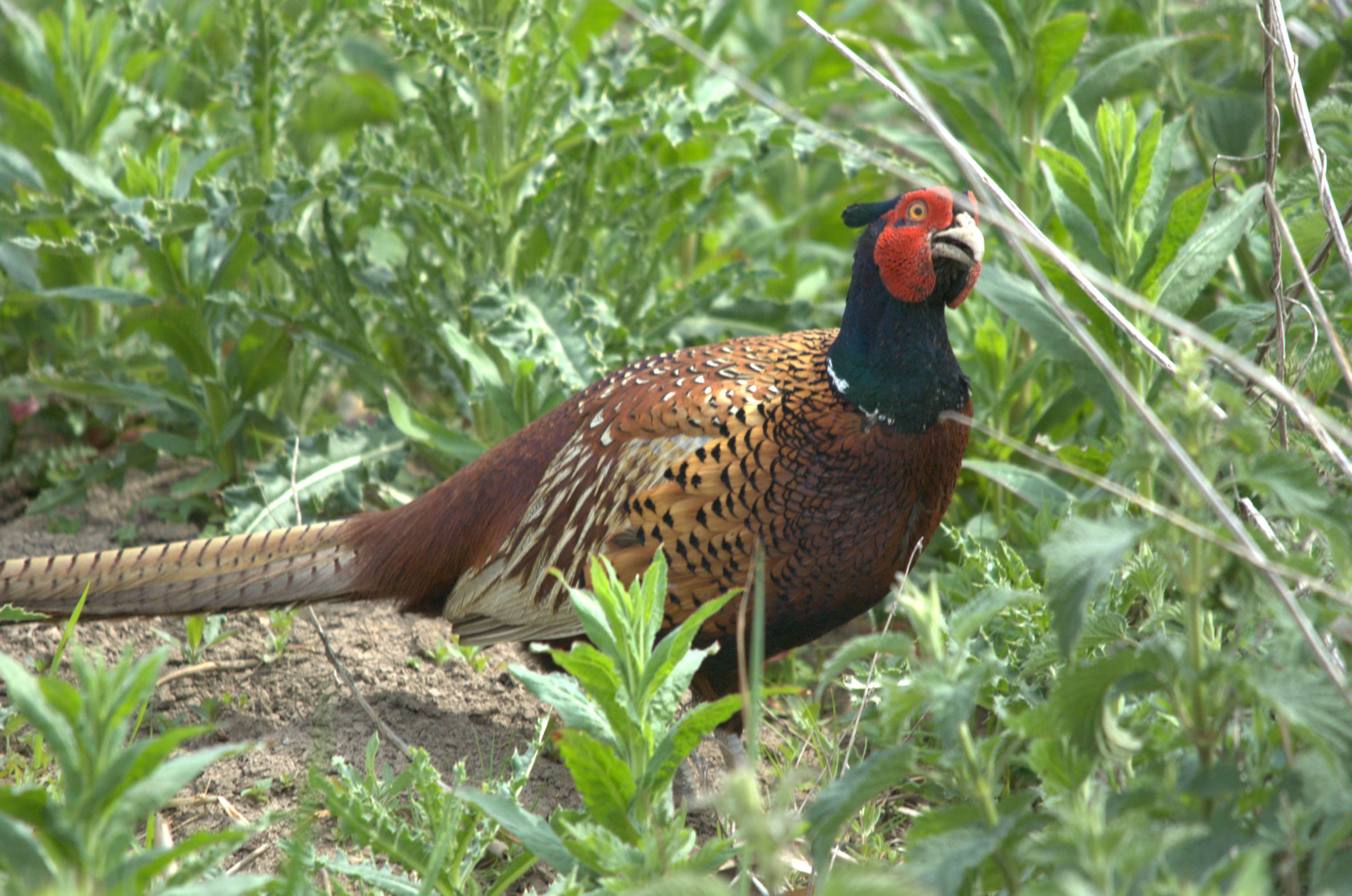 photos/wildlife/Bird_Species/040-Pheasants-Partridges/1168-Common_Pheasant/dsc_2145.jpg