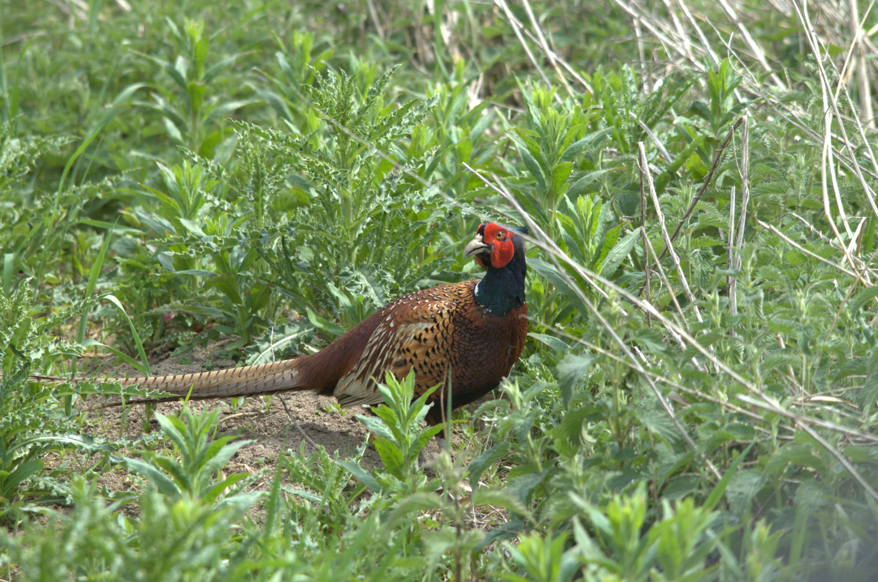 photos/wildlife/Bird_Species/040-Pheasants-Partridges/1168-Common_Pheasant/dsc_2146.jpg