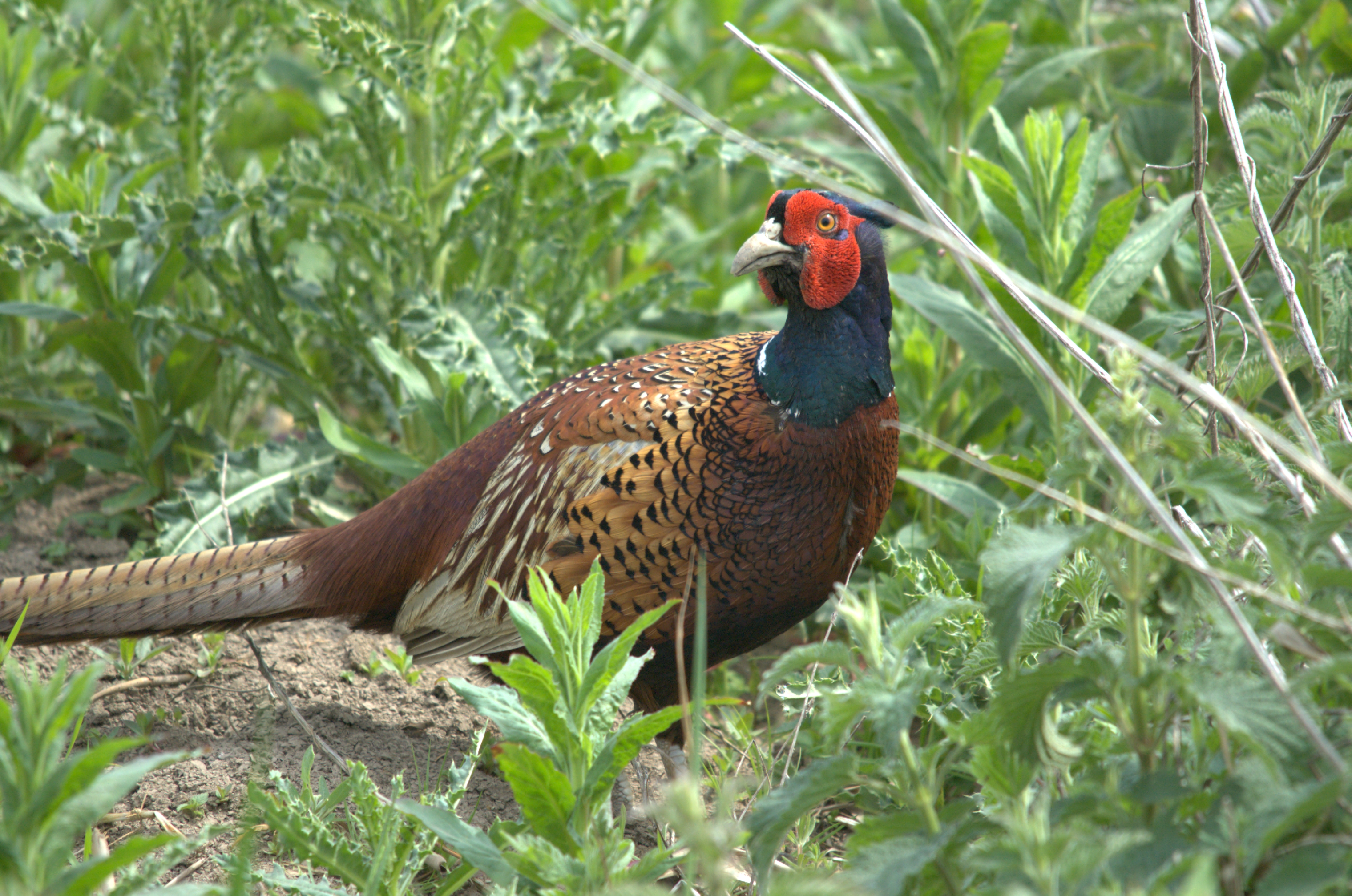 photos/wildlife/Bird_Species/040-Pheasants-Partridges/1168-Common_Pheasant/dsc_2147.jpg