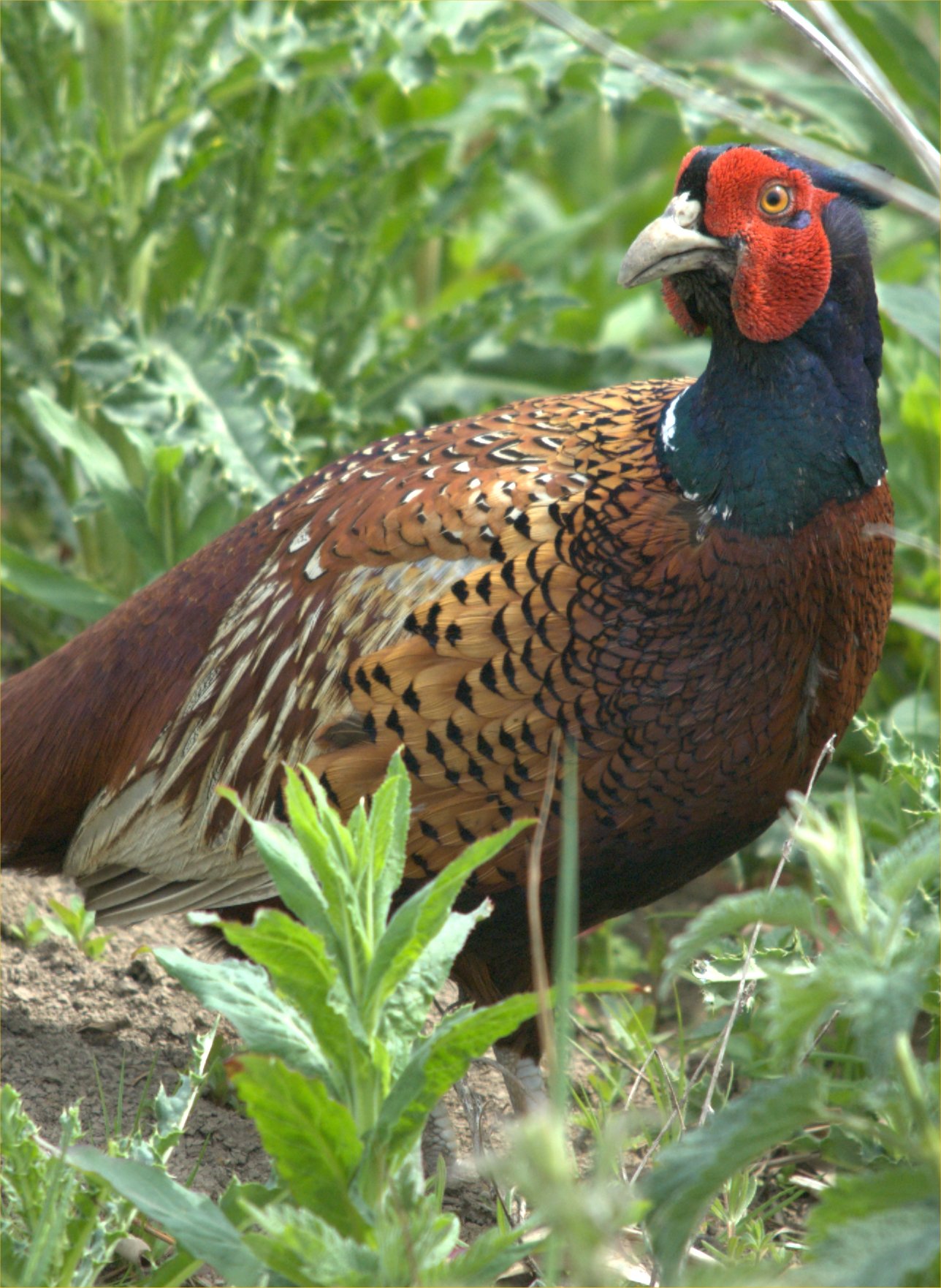 photos/wildlife/Bird_Species/040-Pheasants-Partridges/1168-Common_Pheasant/dsc_2147_sm.jpg