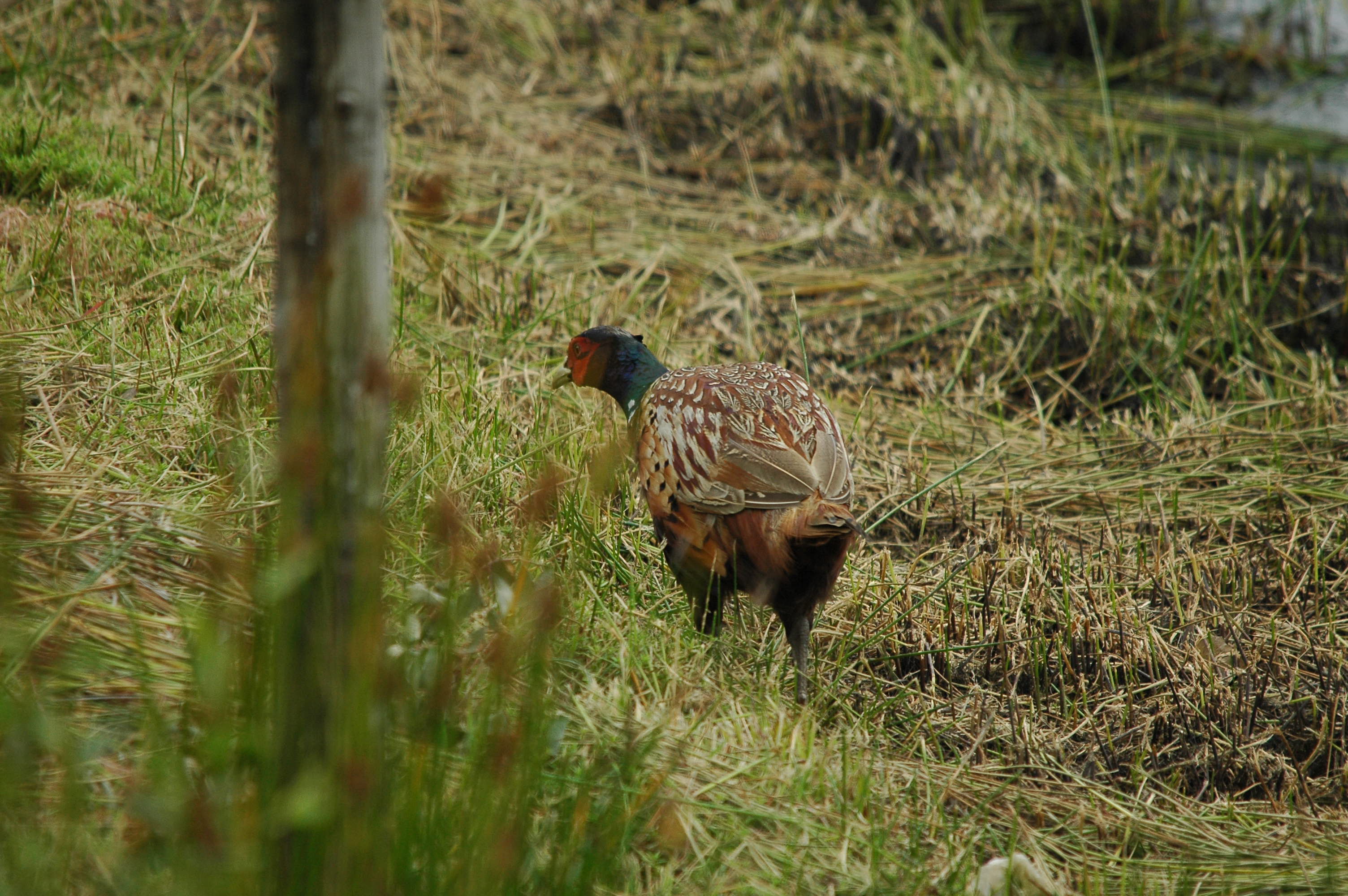 photos/wildlife/Bird_Species/040-Pheasants-Partridges/1168-Common_Pheasant/dsc_2862.jpg