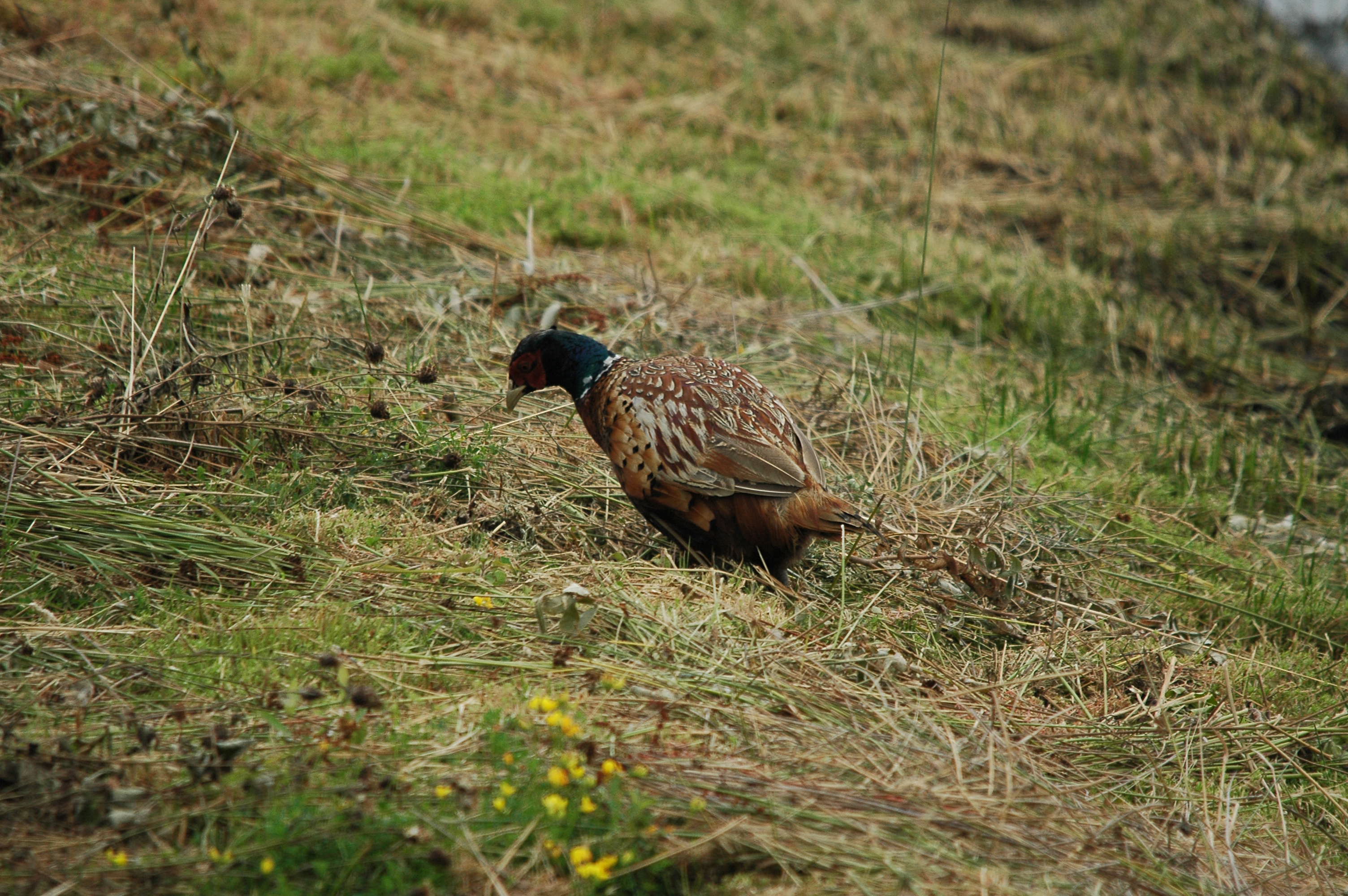 photos/wildlife/Bird_Species/040-Pheasants-Partridges/1168-Common_Pheasant/dsc_2864.jpg