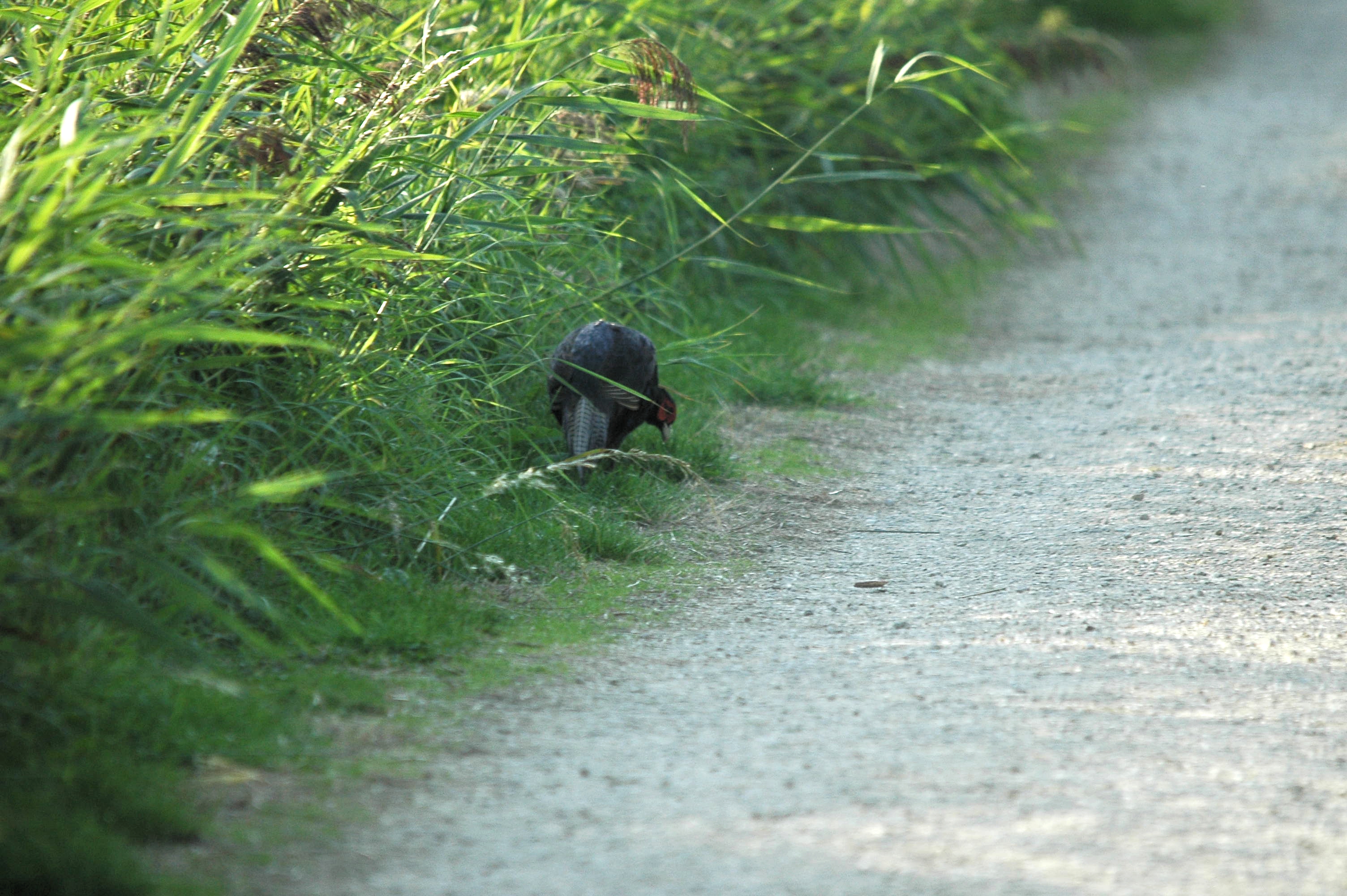 photos/wildlife/Bird_Species/040-Pheasants-Partridges/1168-Common_Pheasant/dsc_3436.jpg
