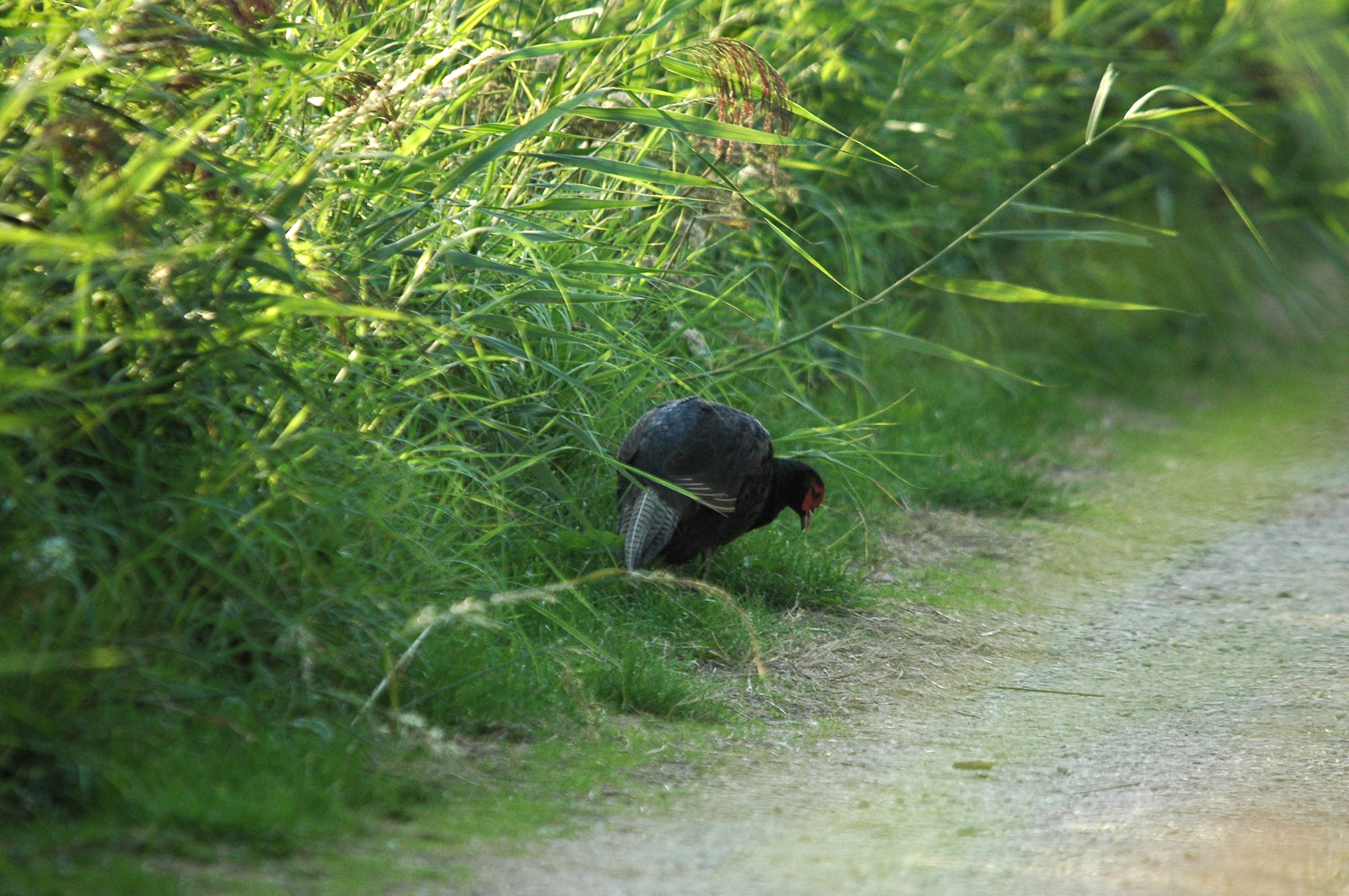 photos/wildlife/Bird_Species/040-Pheasants-Partridges/1168-Common_Pheasant/dsc_3437.jpg