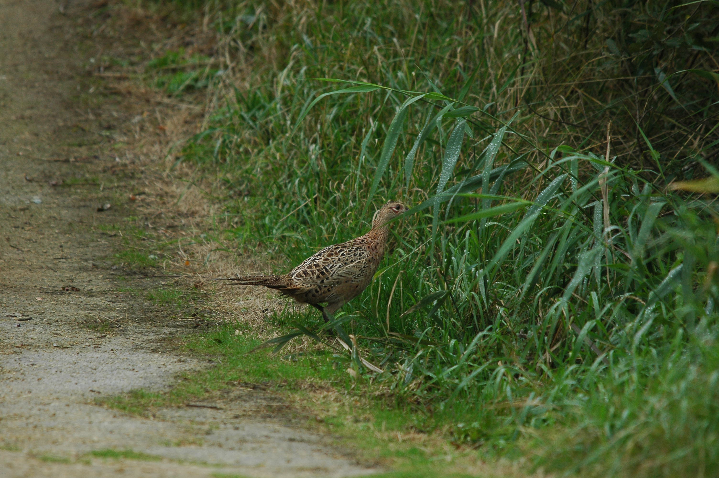photos/wildlife/Bird_Species/040-Pheasants-Partridges/1168-Common_Pheasant/dsc_3455.jpg