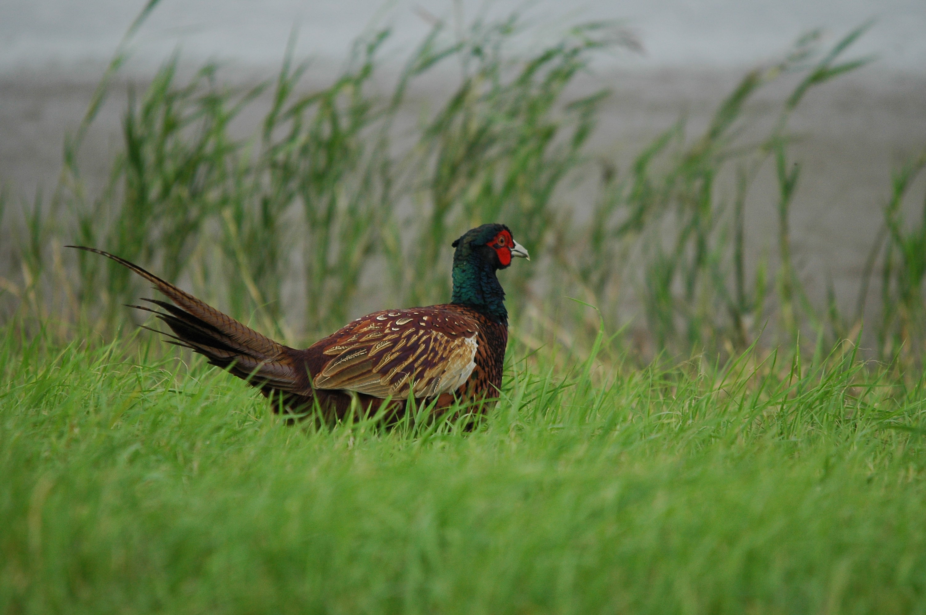 photos/wildlife/Bird_Species/040-Pheasants-Partridges/1168-Common_Pheasant/dsc_3466.jpg