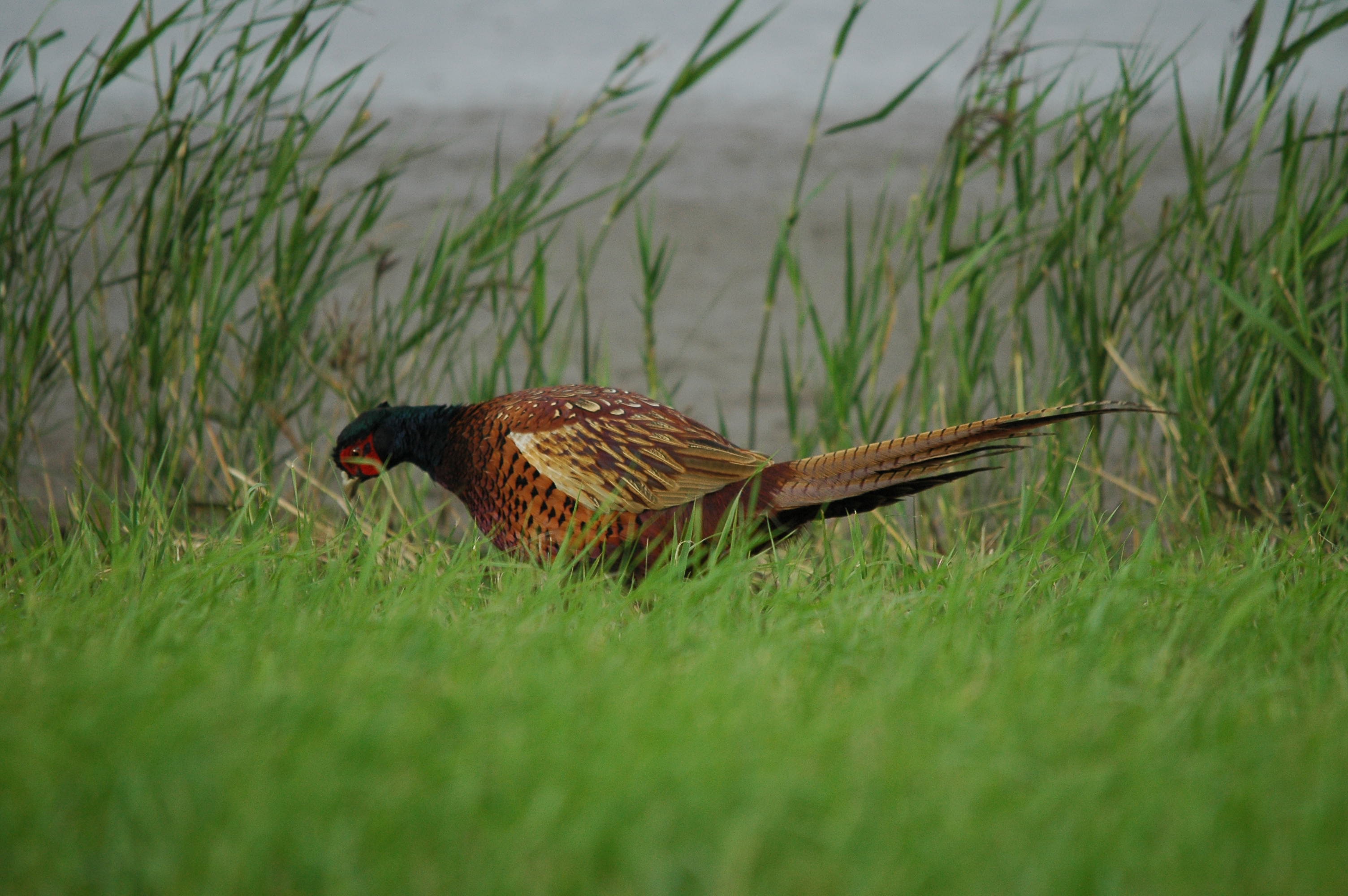 photos/wildlife/Bird_Species/040-Pheasants-Partridges/1168-Common_Pheasant/dsc_3467.jpg