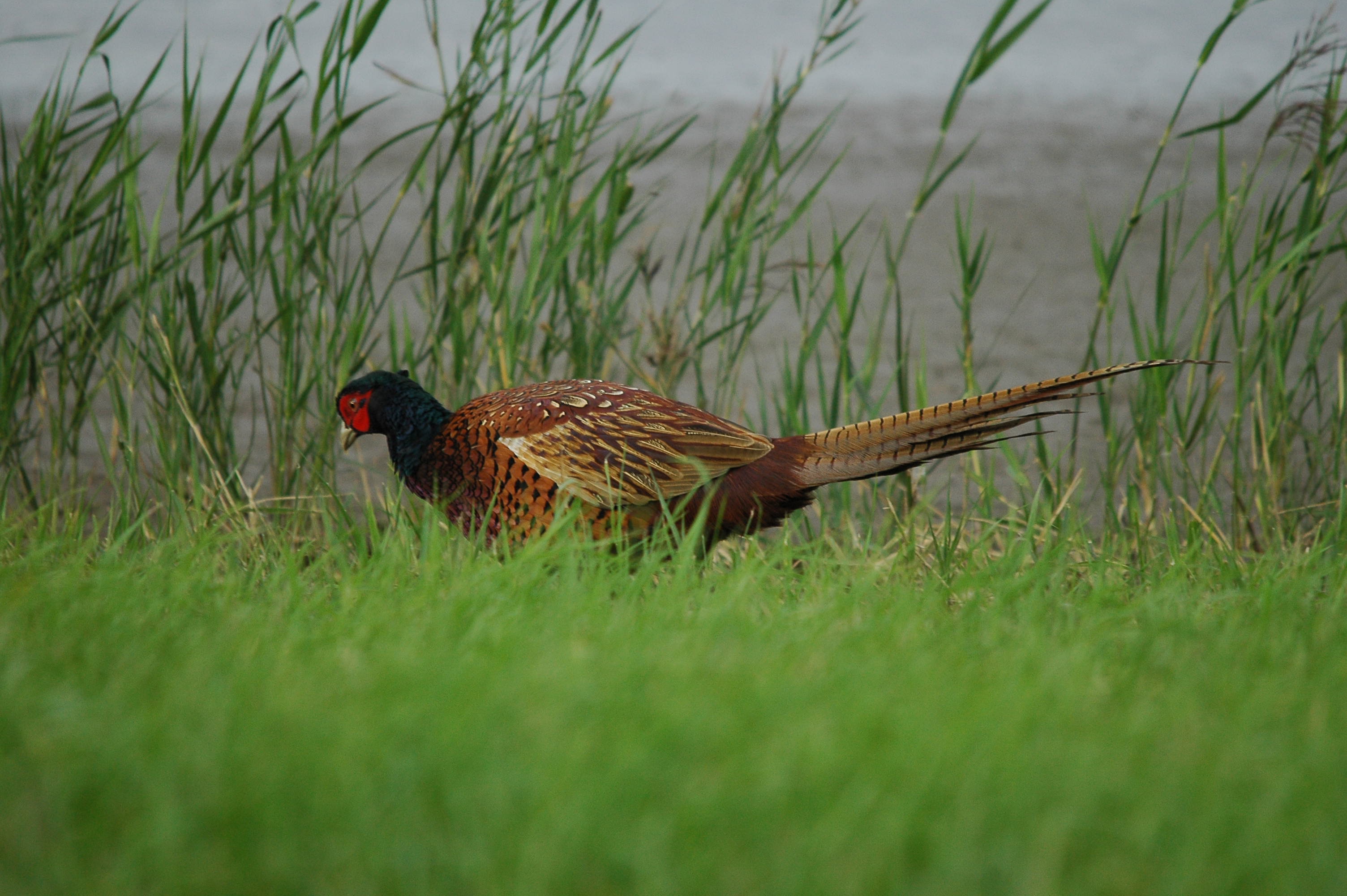photos/wildlife/Bird_Species/040-Pheasants-Partridges/1168-Common_Pheasant/dsc_3468.jpg