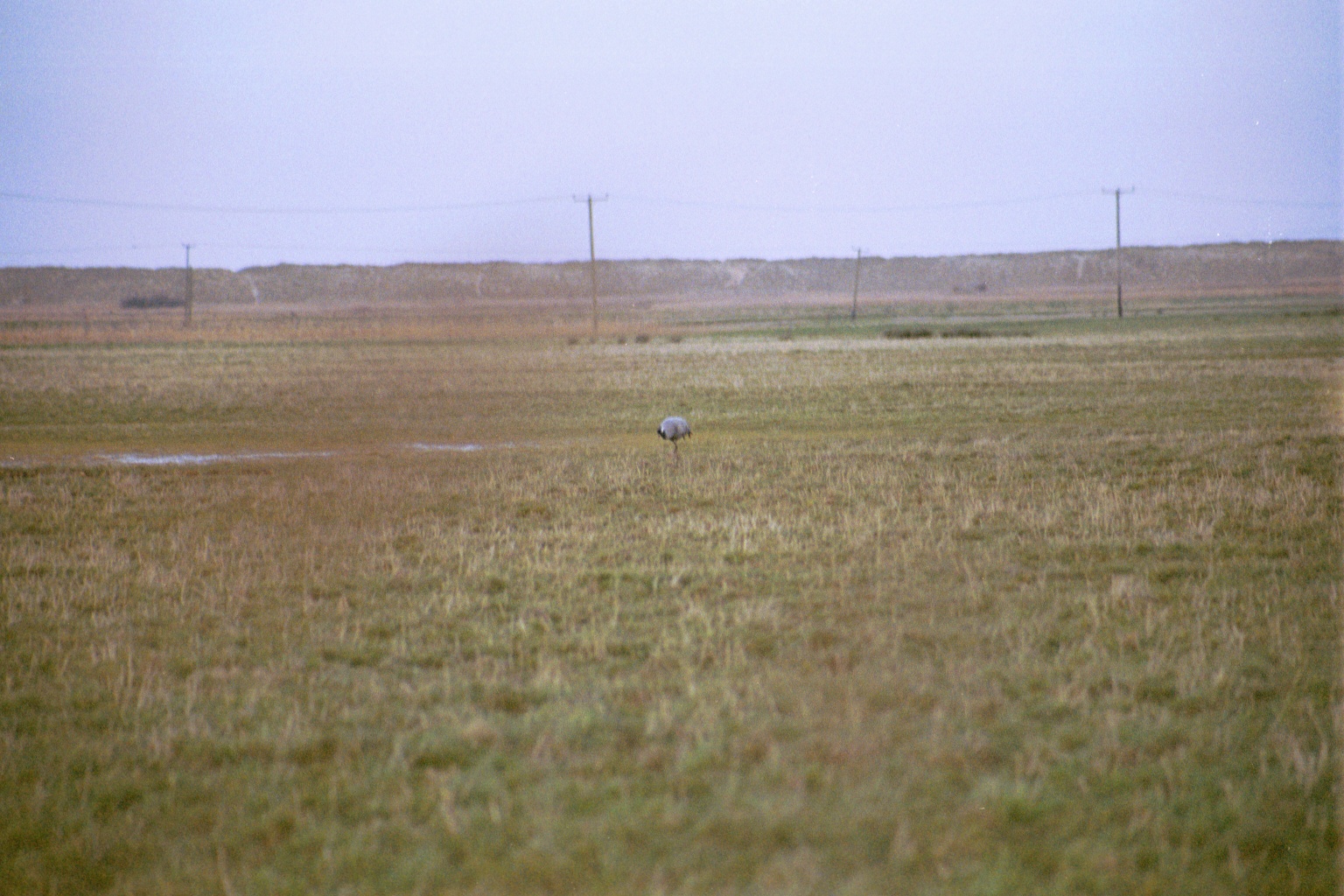photos/wildlife/Bird_Species/043-Cranes/1207-Common_Crane/20020225-NE-Norfolk-02.jpg