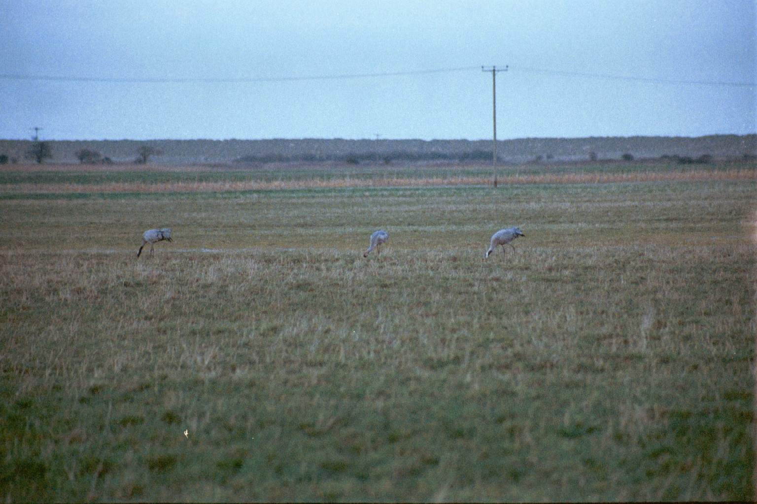 photos/wildlife/Bird_Species/043-Cranes/1207-Common_Crane/20020225-NE-Norfolk-03.jpg