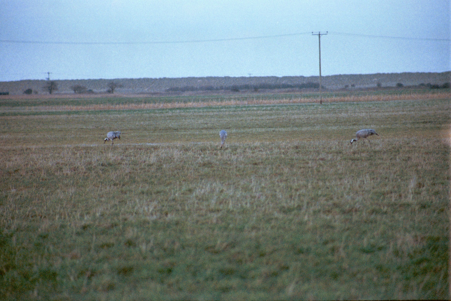 photos/wildlife/Bird_Species/043-Cranes/1207-Common_Crane/20020225-NE-Norfolk-04.jpg
