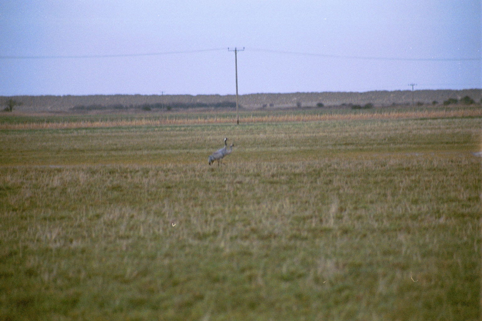 photos/wildlife/Bird_Species/043-Cranes/1207-Common_Crane/20020225-NE-Norfolk-05.jpg