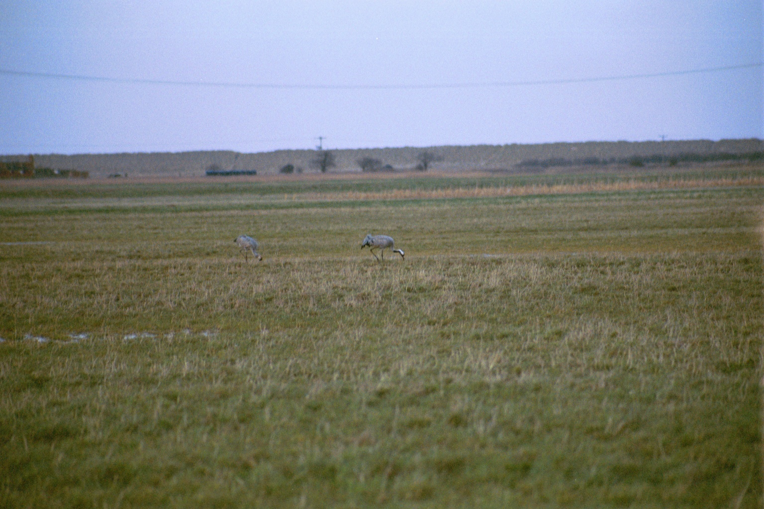 photos/wildlife/Bird_Species/043-Cranes/1207-Common_Crane/20020225-NE-Norfolk-06.jpg