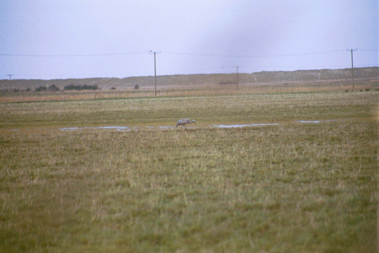 photos/wildlife/Bird_Species/043-Cranes/1207-Common_Crane/20020225-NE-Norfolk-07.jpg