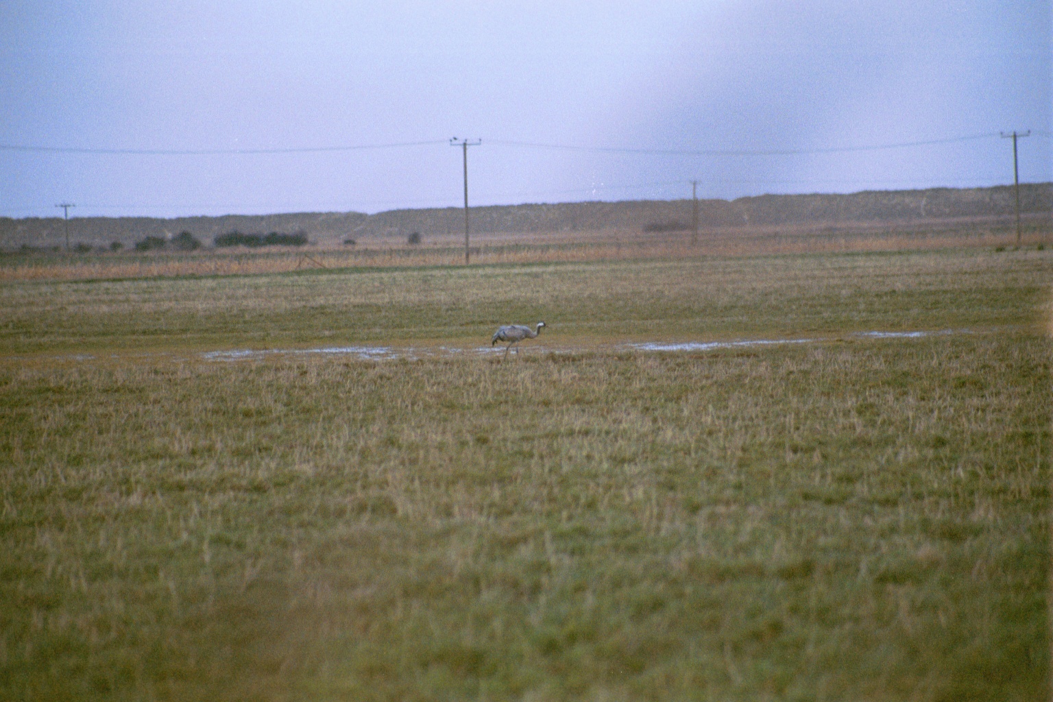 photos/wildlife/Bird_Species/043-Cranes/1207-Common_Crane/20020225-NE-Norfolk-08.jpg