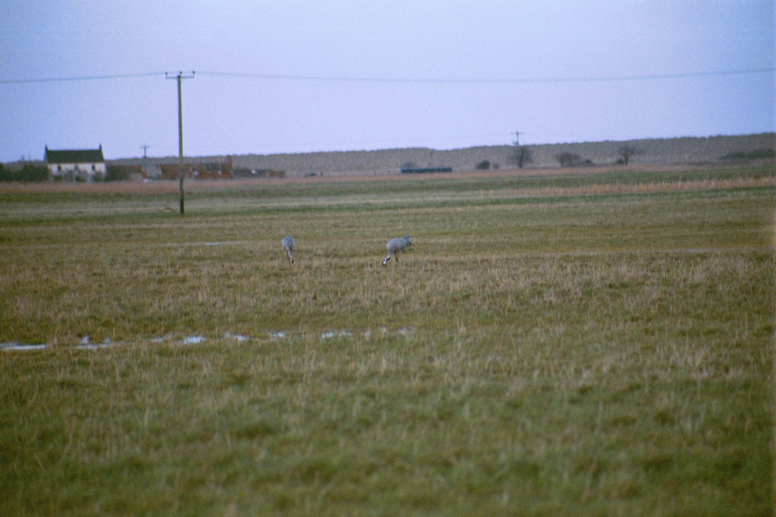 photos/wildlife/Bird_Species/043-Cranes/1207-Common_Crane/20020225-NE-Norfolk-09.jpg