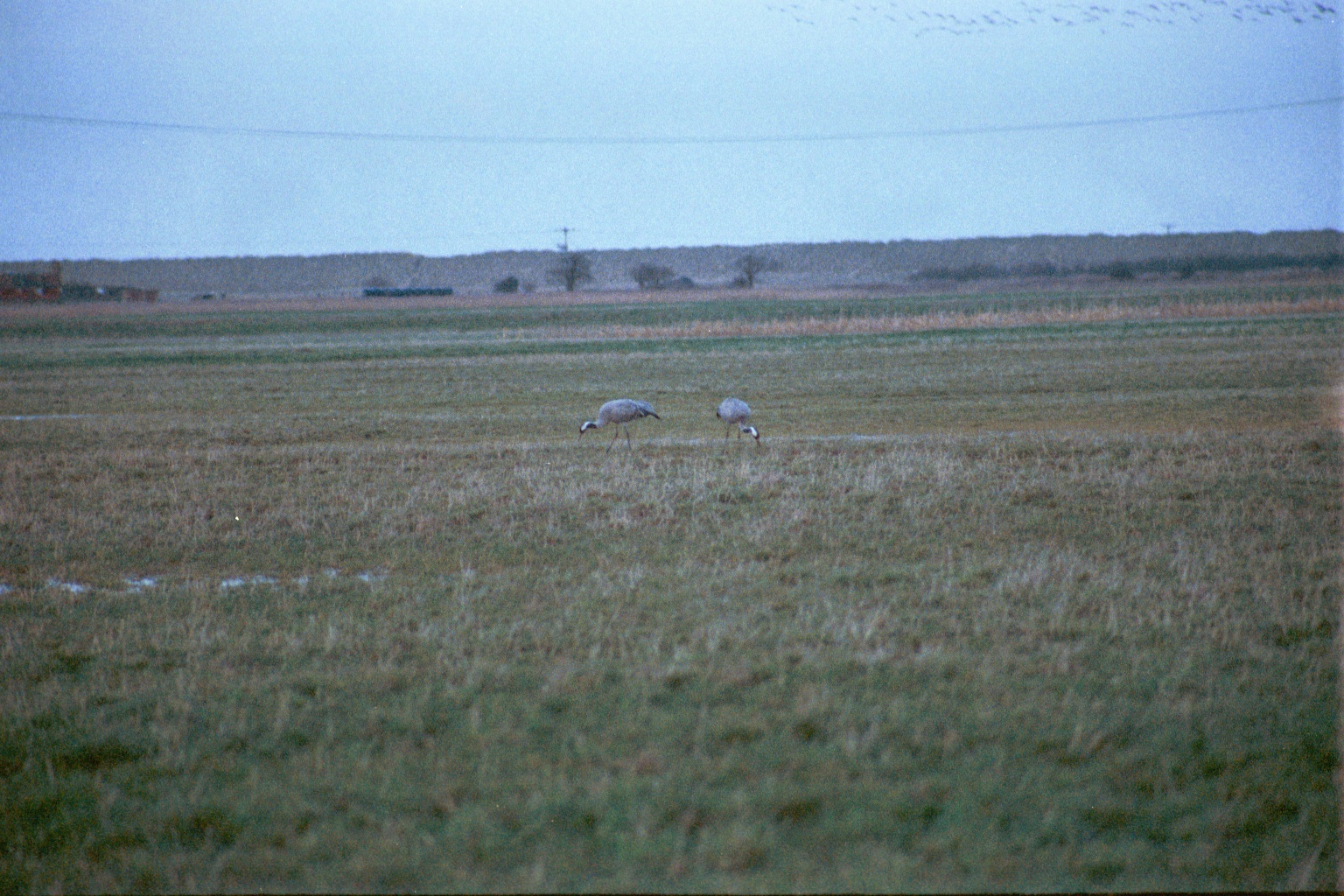 photos/wildlife/Bird_Species/043-Cranes/1207-Common_Crane/20020225-NE-Norfolk-10.jpg