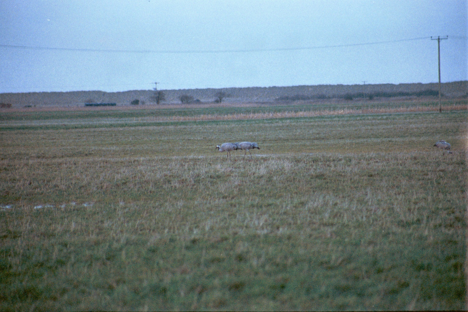 photos/wildlife/Bird_Species/043-Cranes/1207-Common_Crane/20020225-NE-Norfolk-12.jpg