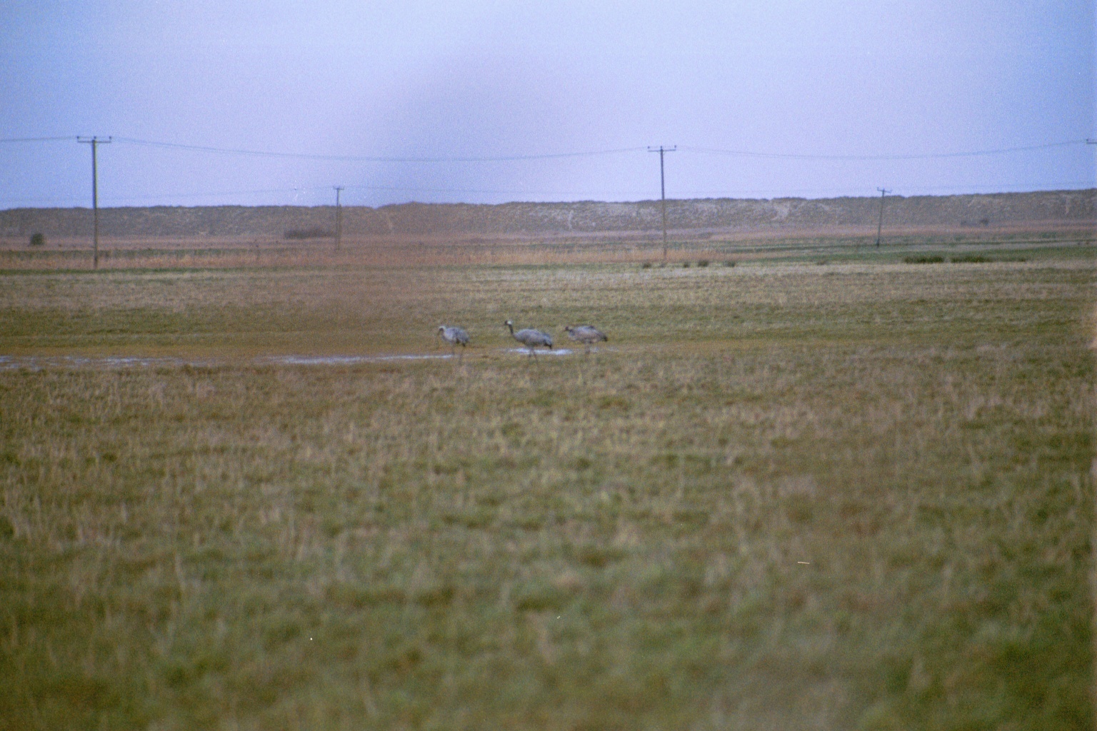 photos/wildlife/Bird_Species/043-Cranes/1207-Common_Crane/20020225-NE-Norfolk-13.jpg