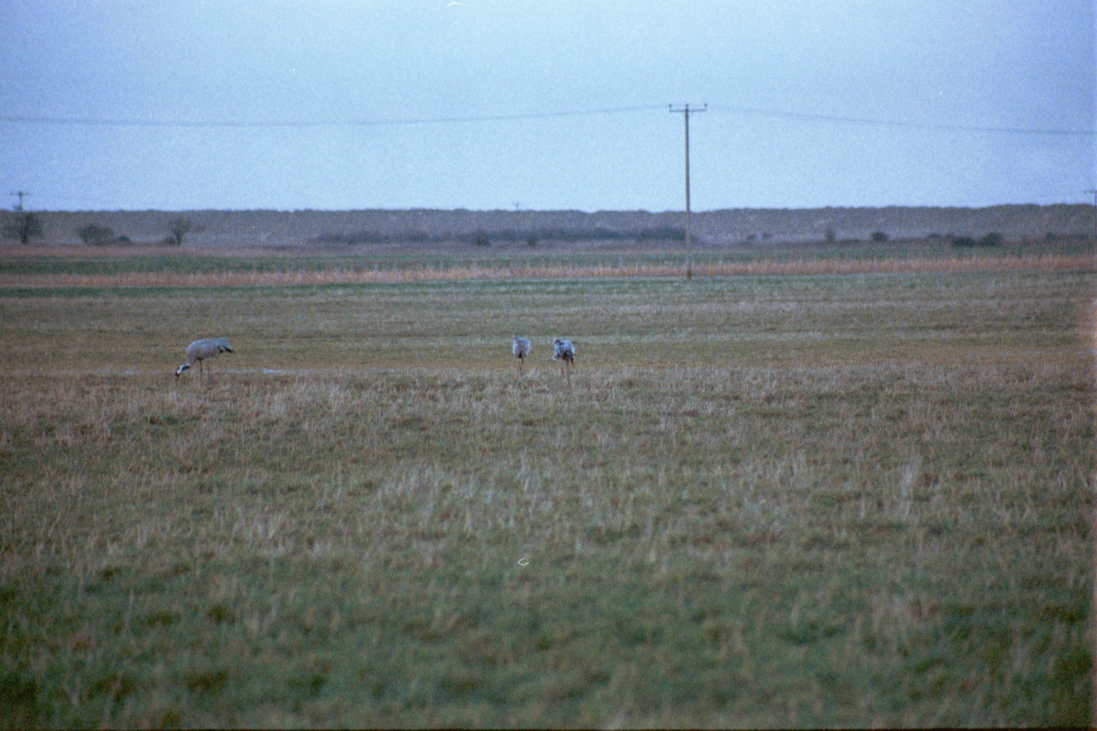 photos/wildlife/Bird_Species/043-Cranes/1207-Common_Crane/20020225-NE-Norfolk-14.jpg