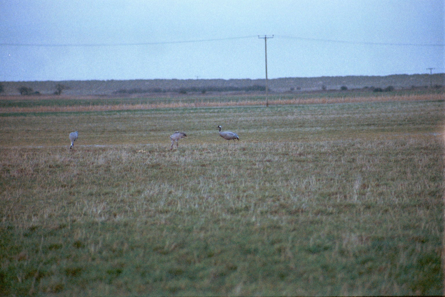 photos/wildlife/Bird_Species/043-Cranes/1207-Common_Crane/20020225-NE-Norfolk-15.jpg