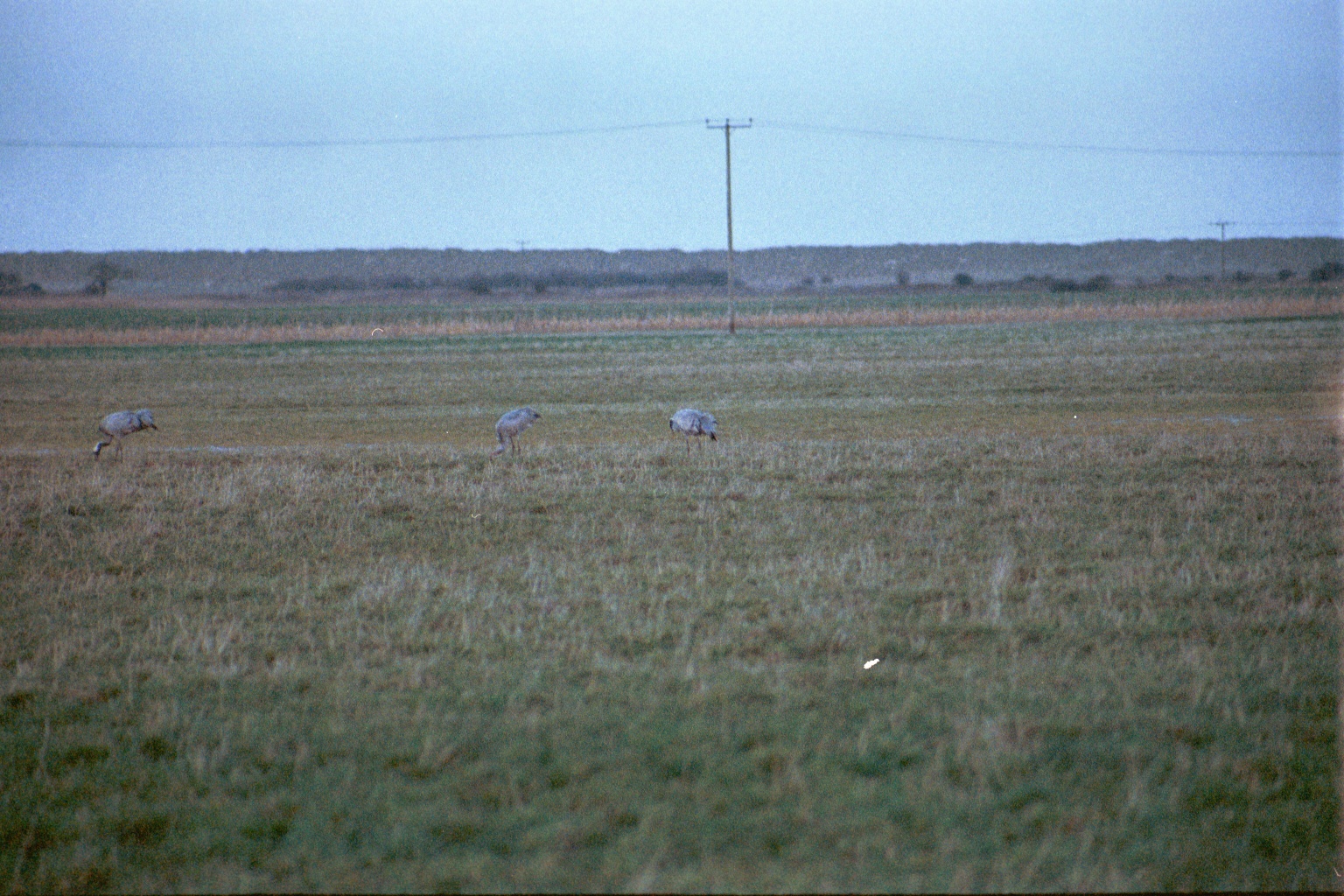 photos/wildlife/Bird_Species/043-Cranes/1207-Common_Crane/20020225-NE-Norfolk-16.jpg