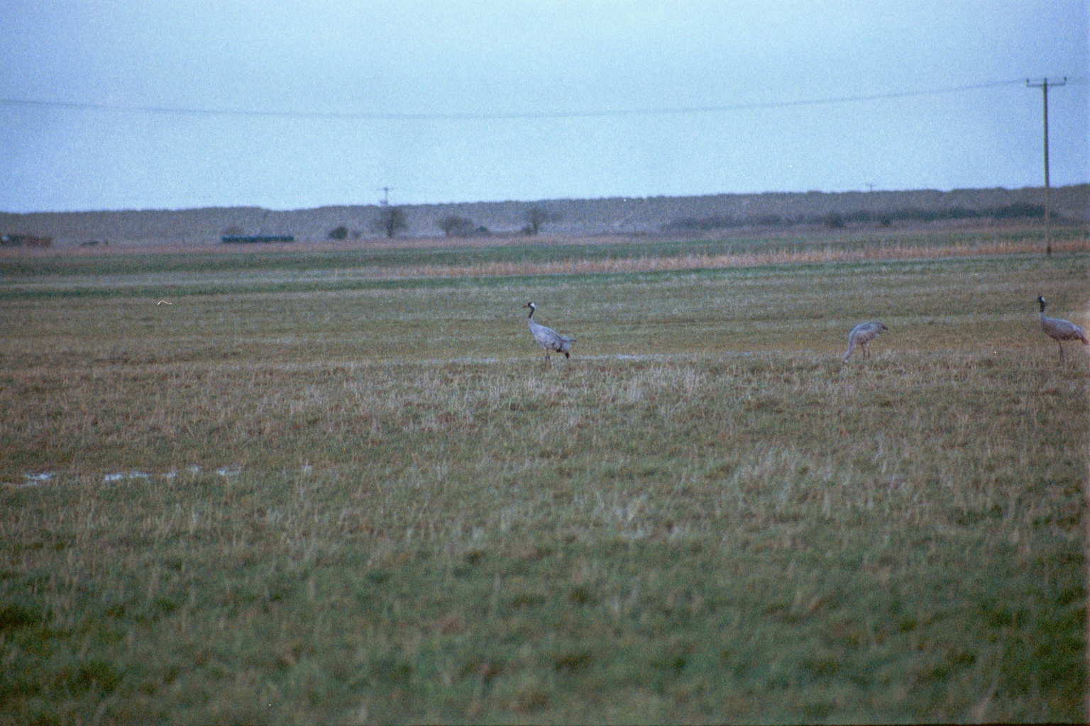 photos/wildlife/Bird_Species/043-Cranes/1207-Common_Crane/20020225-NE-Norfolk-17.jpg