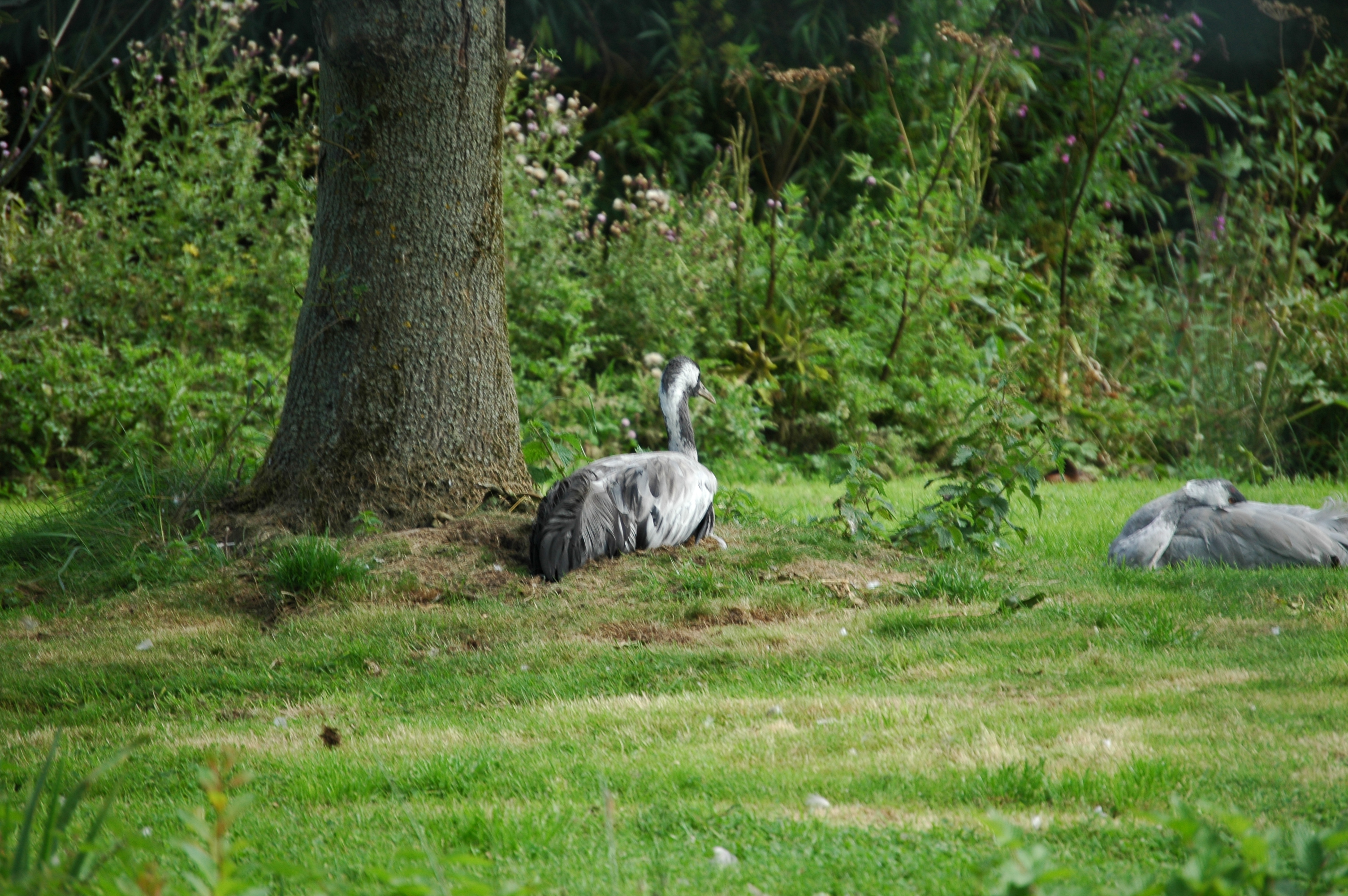 photos/wildlife/Bird_Species/043-Cranes/1207-Common_Crane/20050806-MartinMere-01.jpg