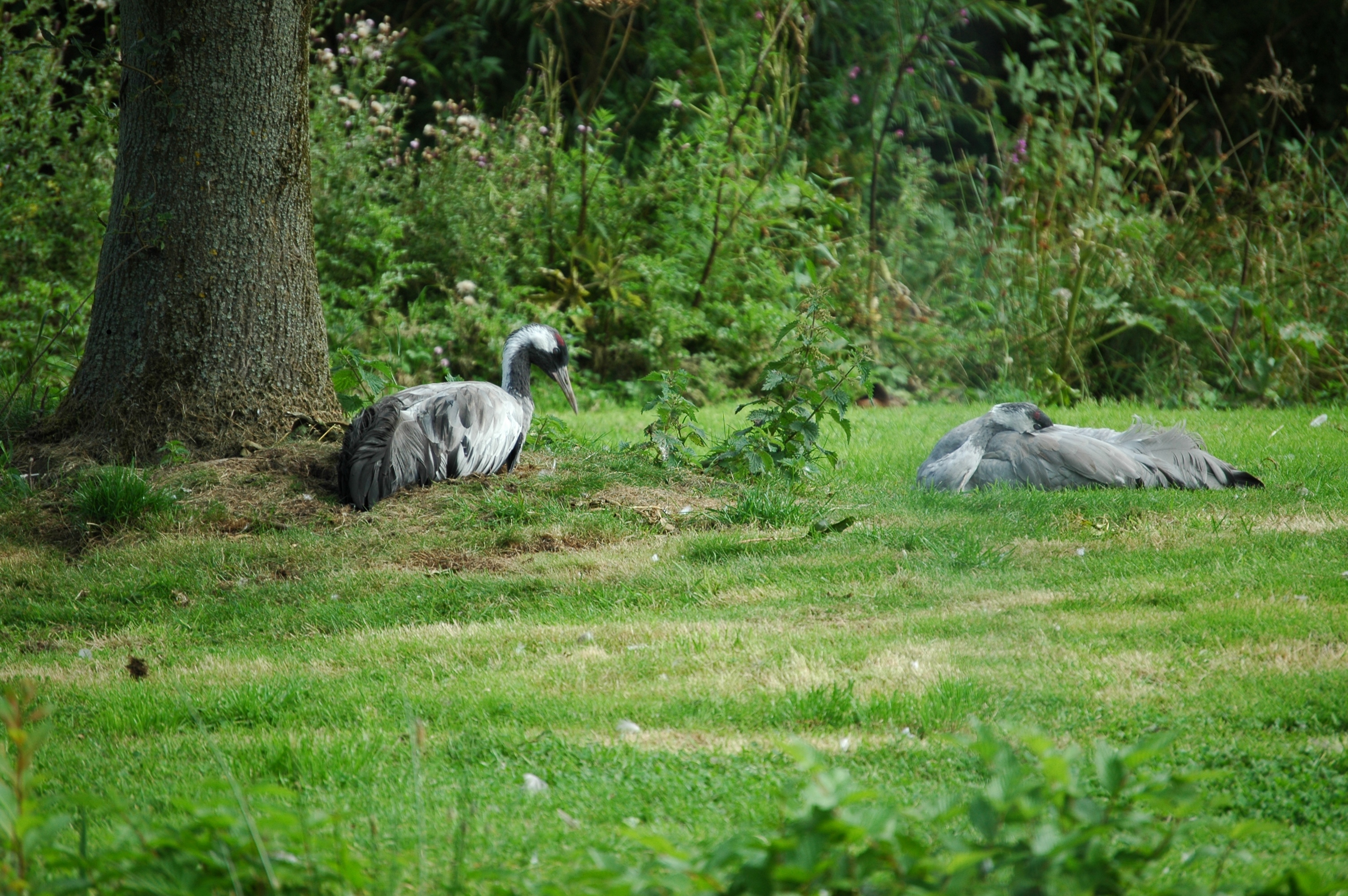 photos/wildlife/Bird_Species/043-Cranes/1207-Common_Crane/20050806-MartinMere-02.jpg