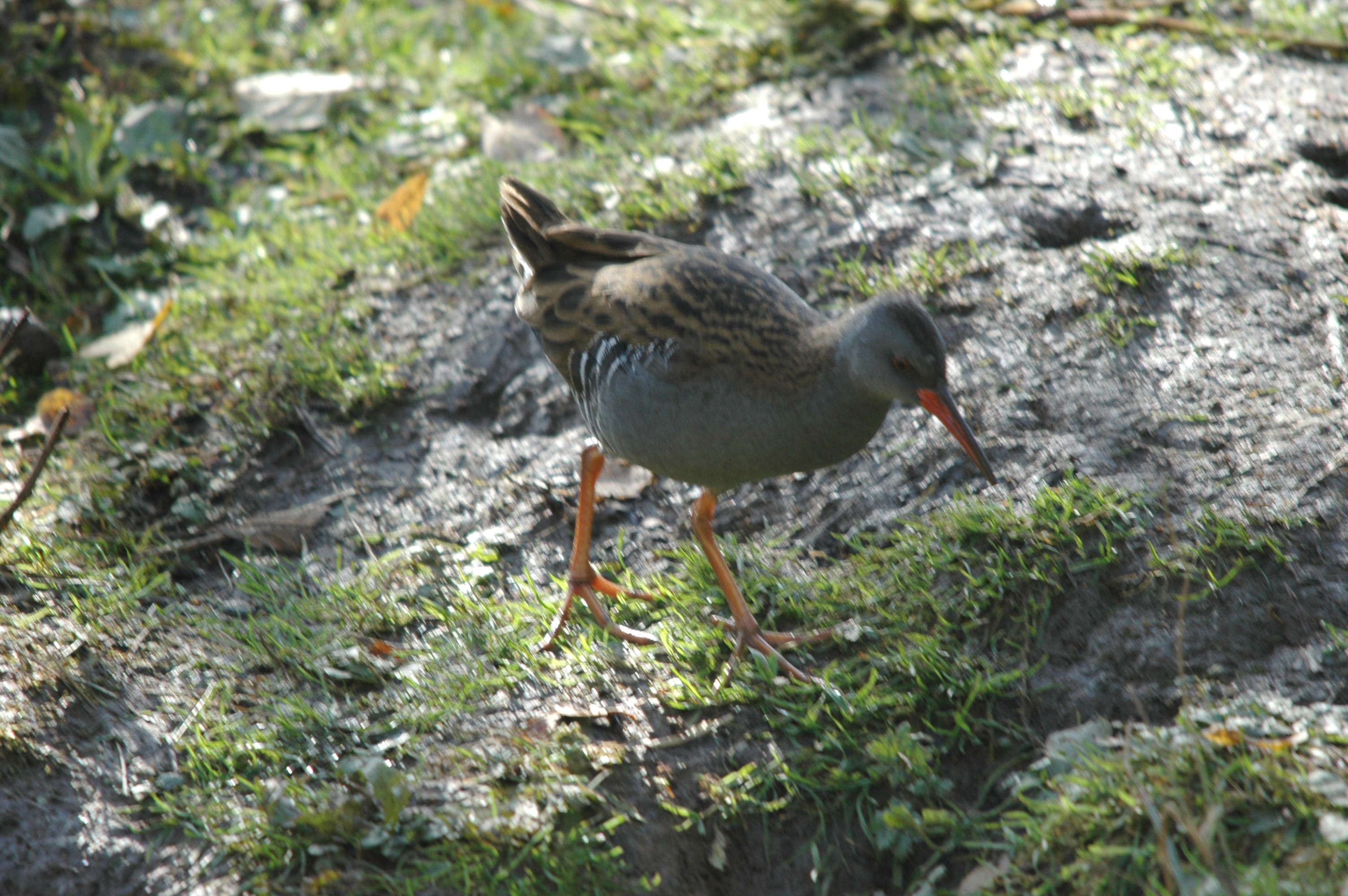photos/wildlife/Bird_Species/047-Rails-Crakes/1271-Water_Rail/DSC_4055.JPG