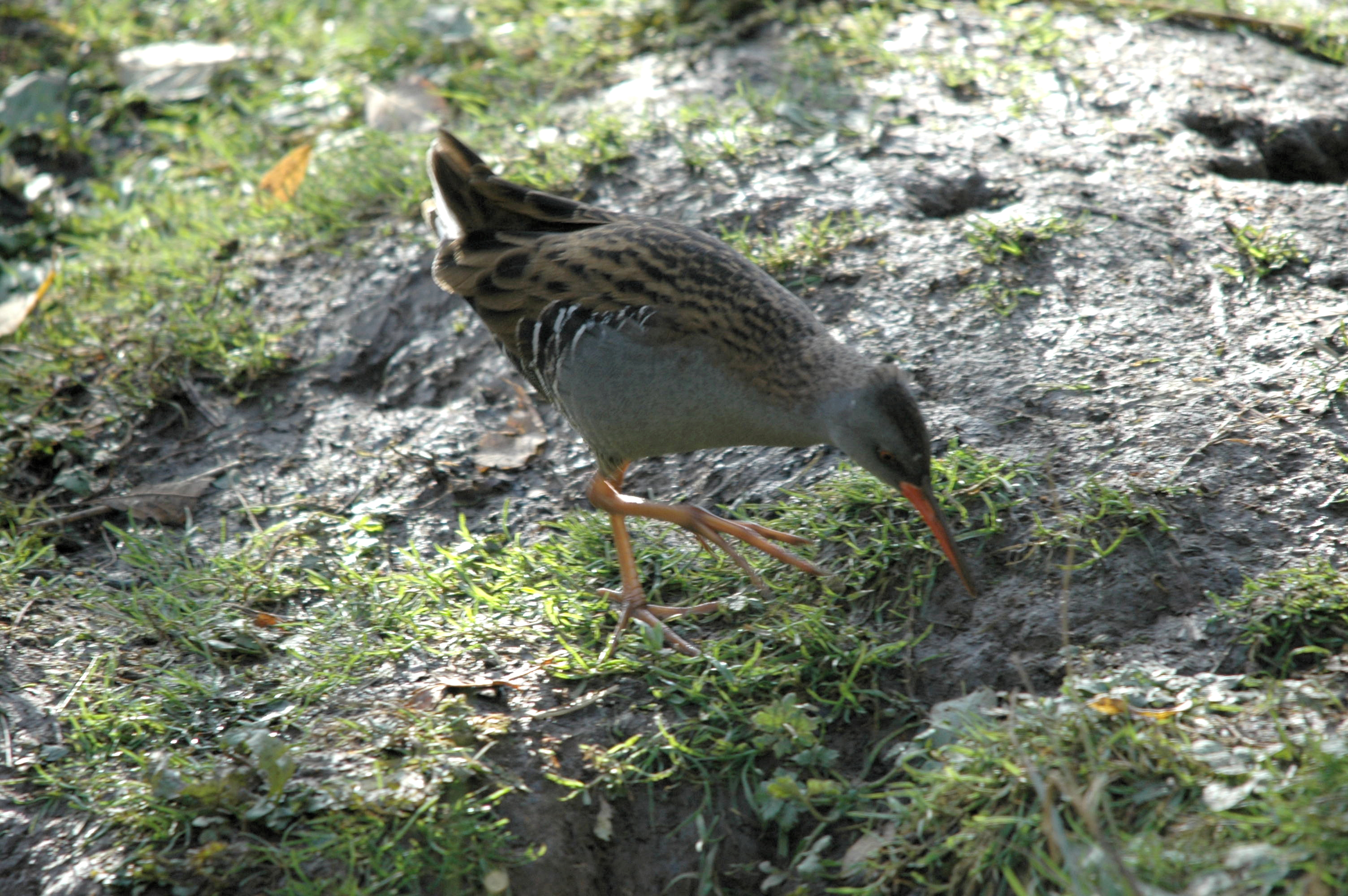 photos/wildlife/Bird_Species/047-Rails-Crakes/1271-Water_Rail/DSC_4056.JPG
