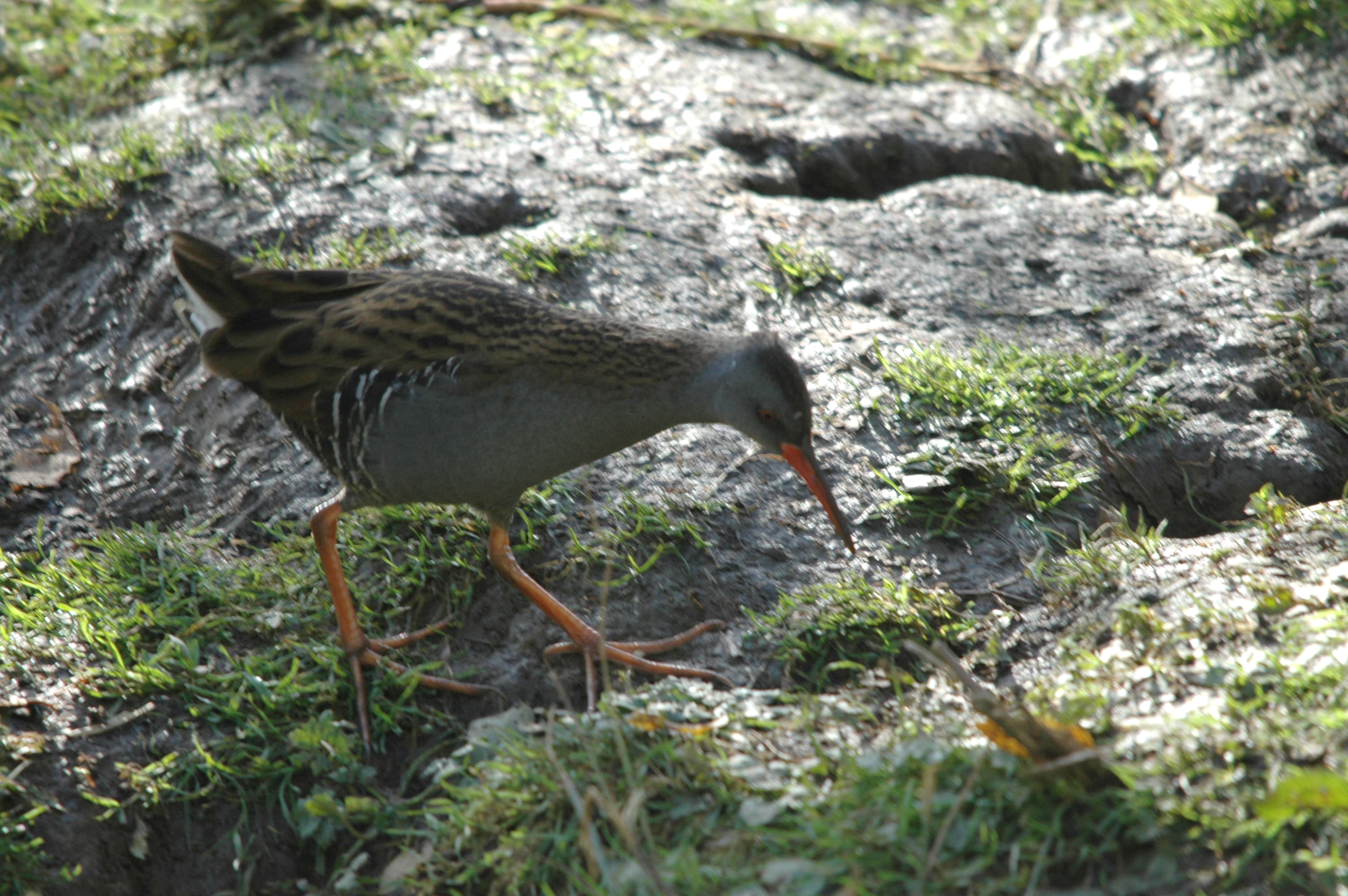 photos/wildlife/Bird_Species/047-Rails-Crakes/1271-Water_Rail/DSC_4057.JPG