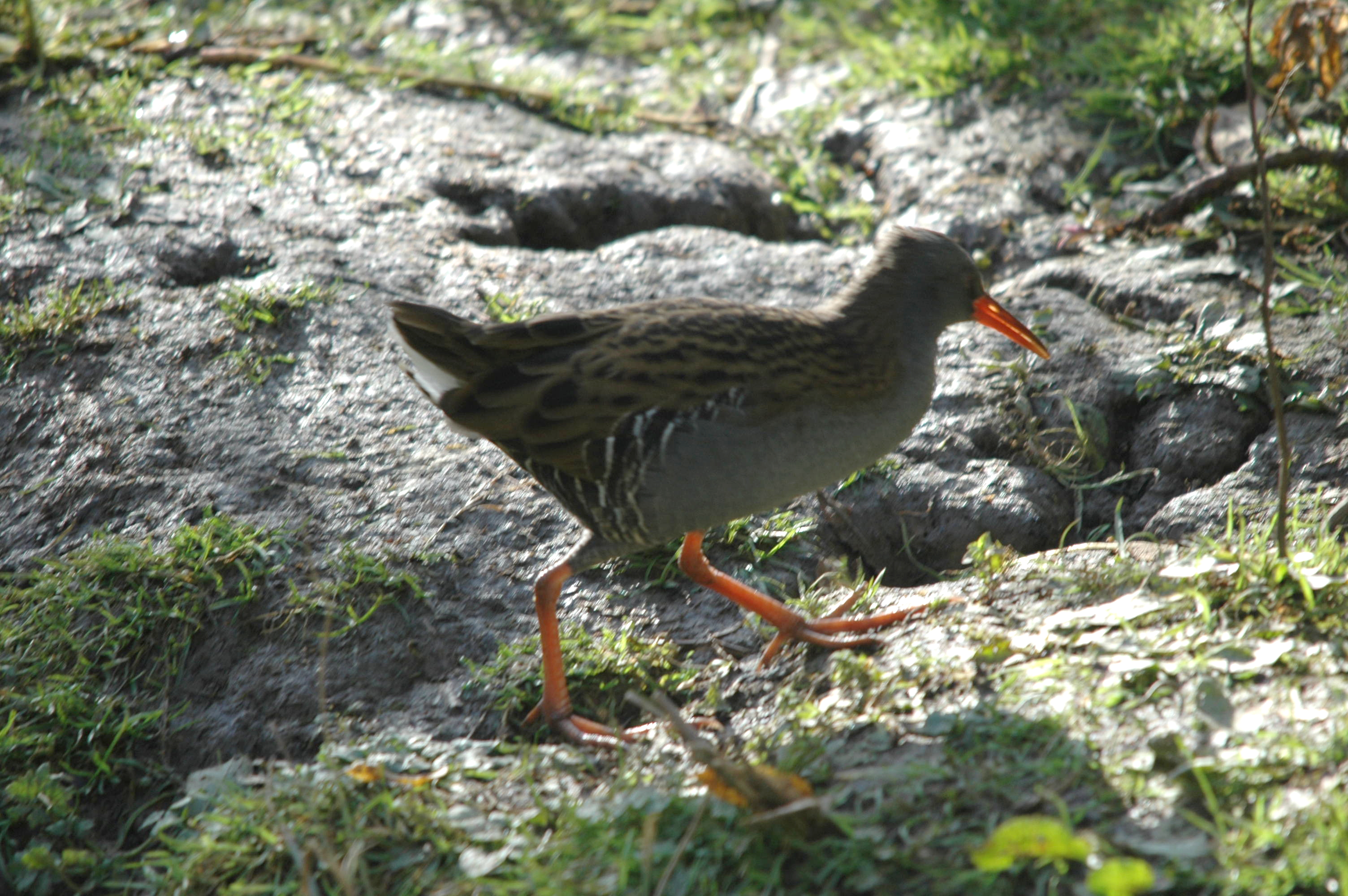 photos/wildlife/Bird_Species/047-Rails-Crakes/1271-Water_Rail/DSC_4058.JPG