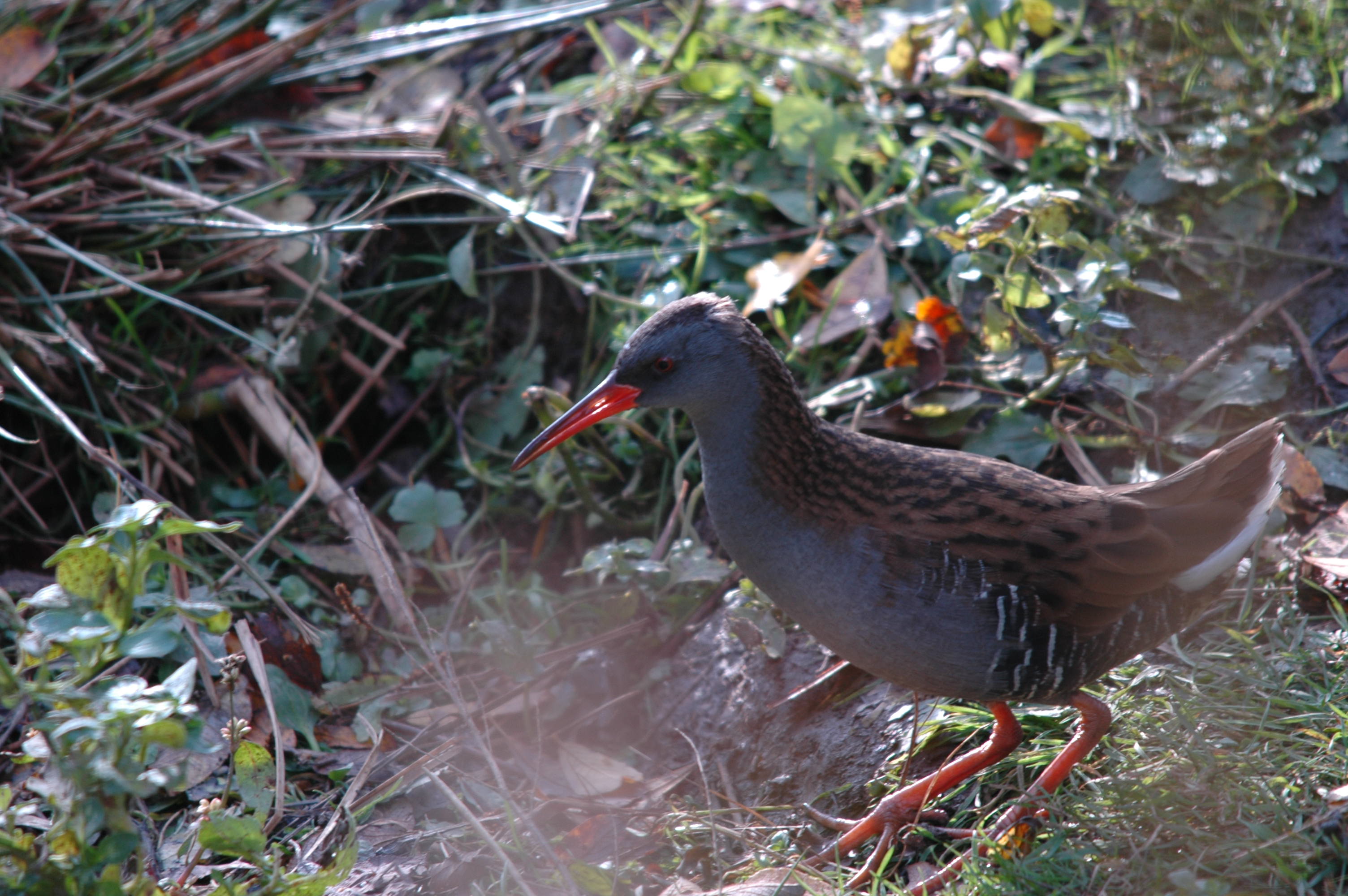 photos/wildlife/Bird_Species/047-Rails-Crakes/1271-Water_Rail/DSC_4061.JPG