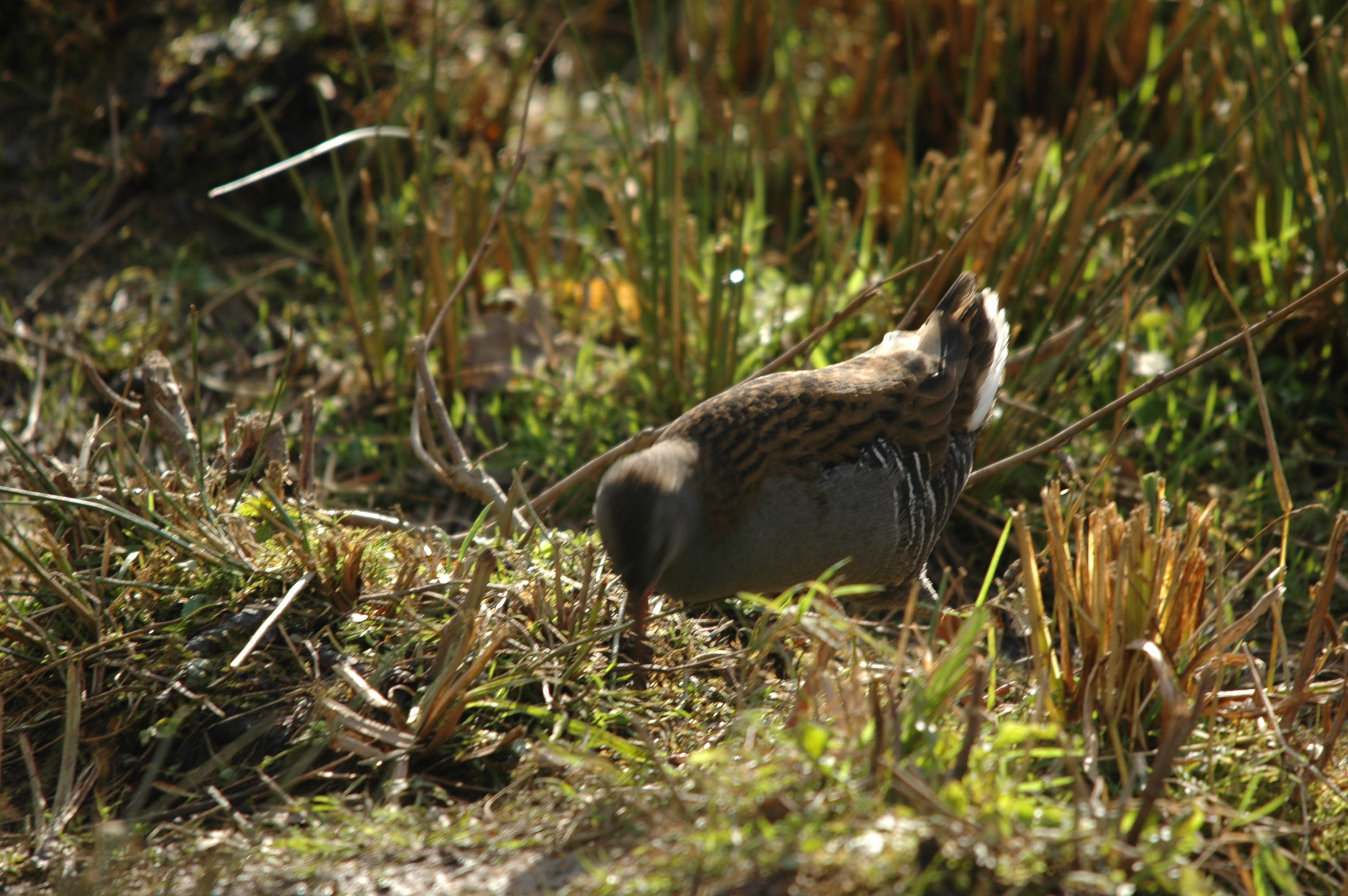 photos/wildlife/Bird_Species/047-Rails-Crakes/1271-Water_Rail/DSC_4064.JPG