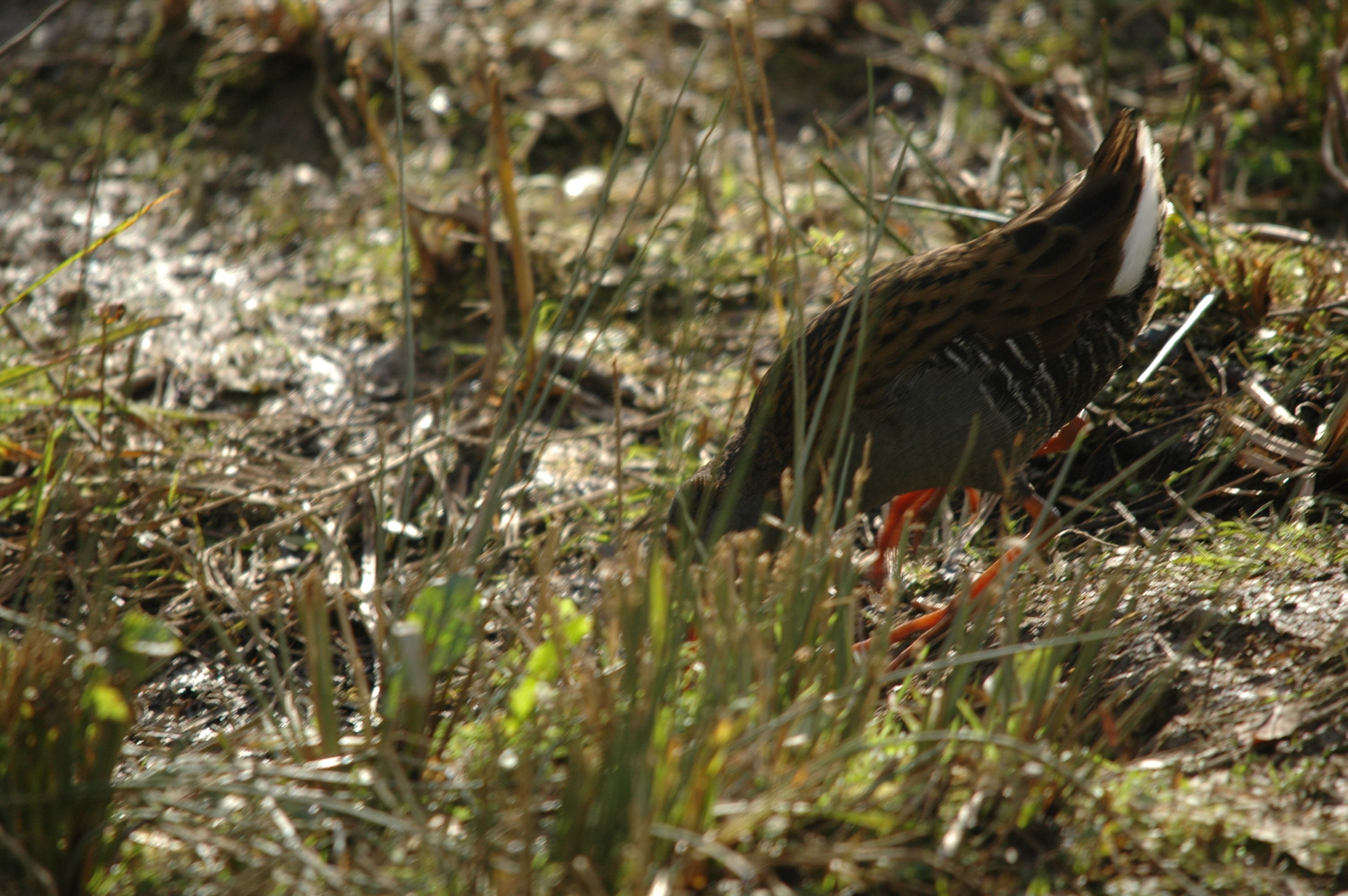 photos/wildlife/Bird_Species/047-Rails-Crakes/1271-Water_Rail/DSC_4066.JPG