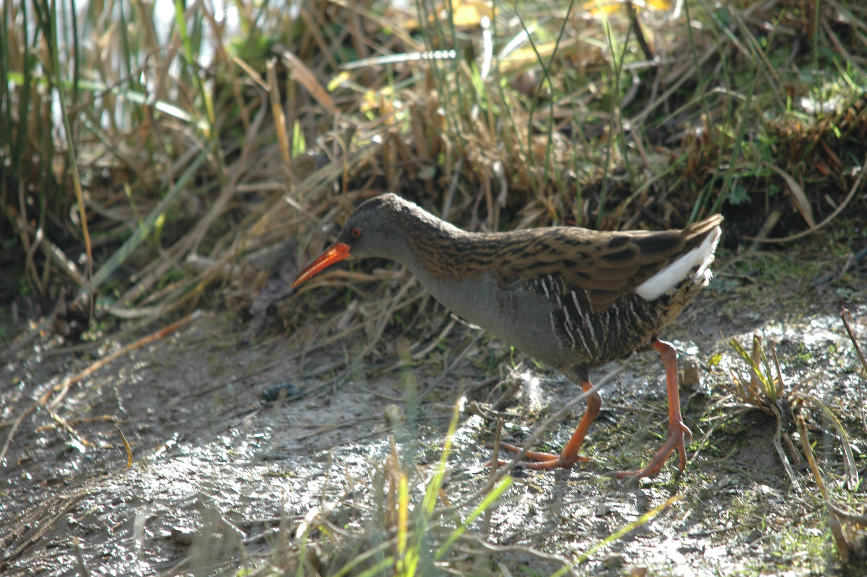 photos/wildlife/Bird_Species/047-Rails-Crakes/1271-Water_Rail/DSC_4069.JPG